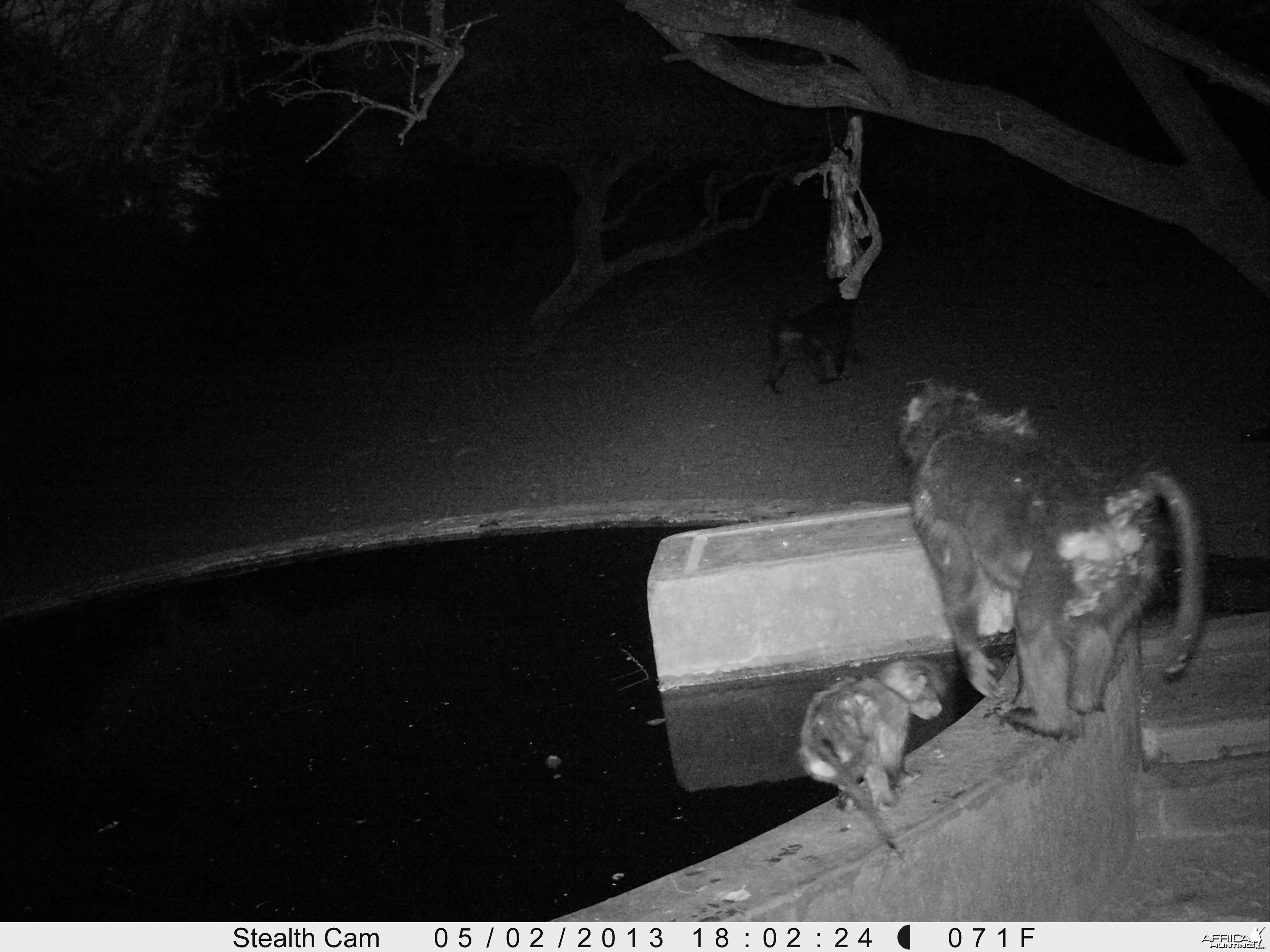 Baboon Trail Camera