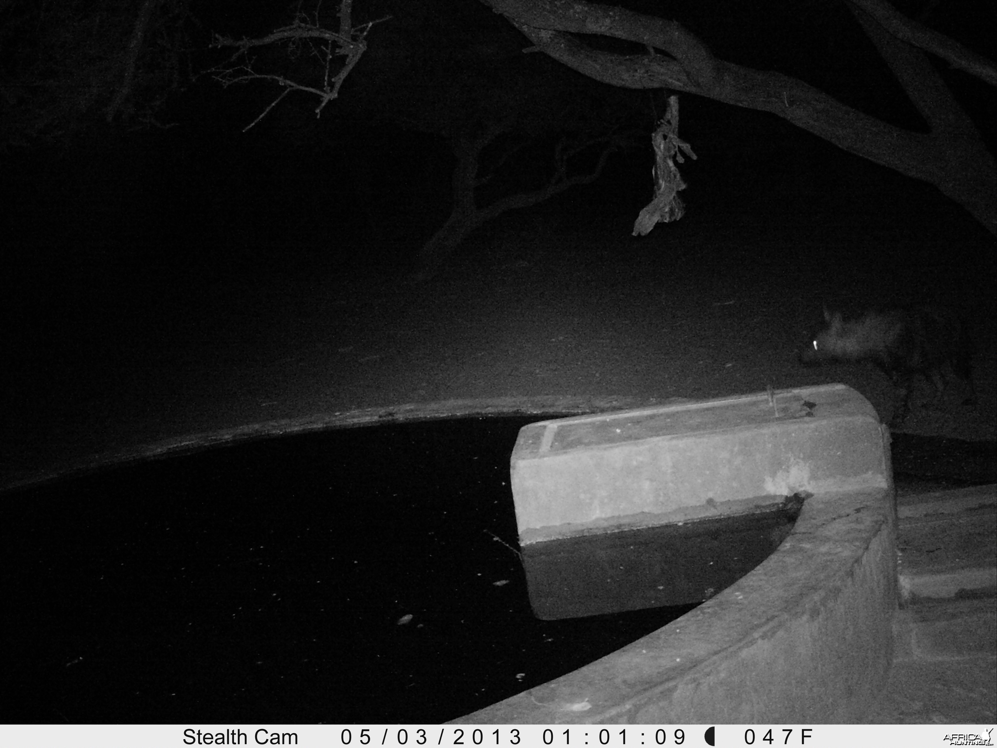 Brown Hyena Trail Camera