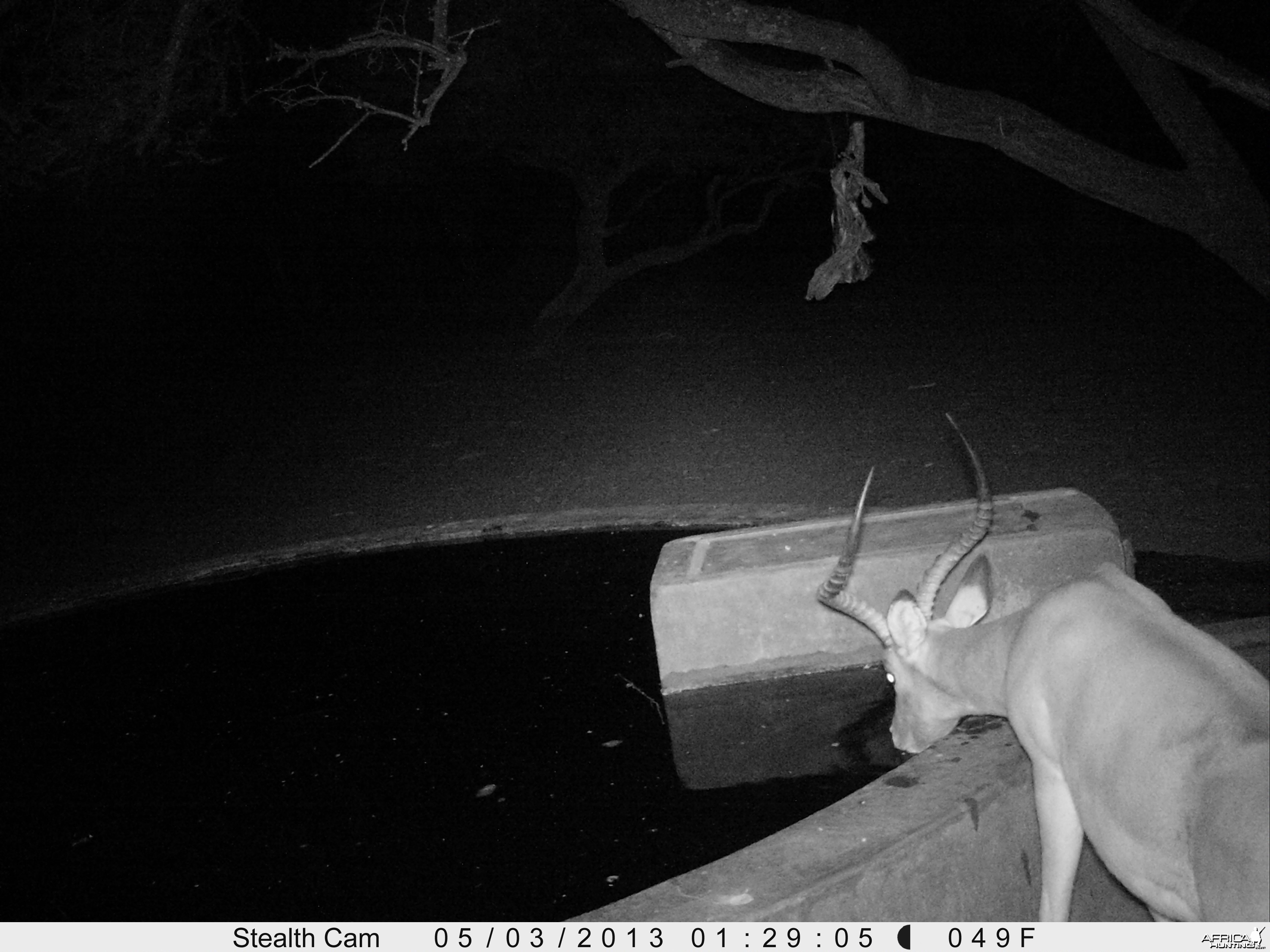 Impala Trail Camera