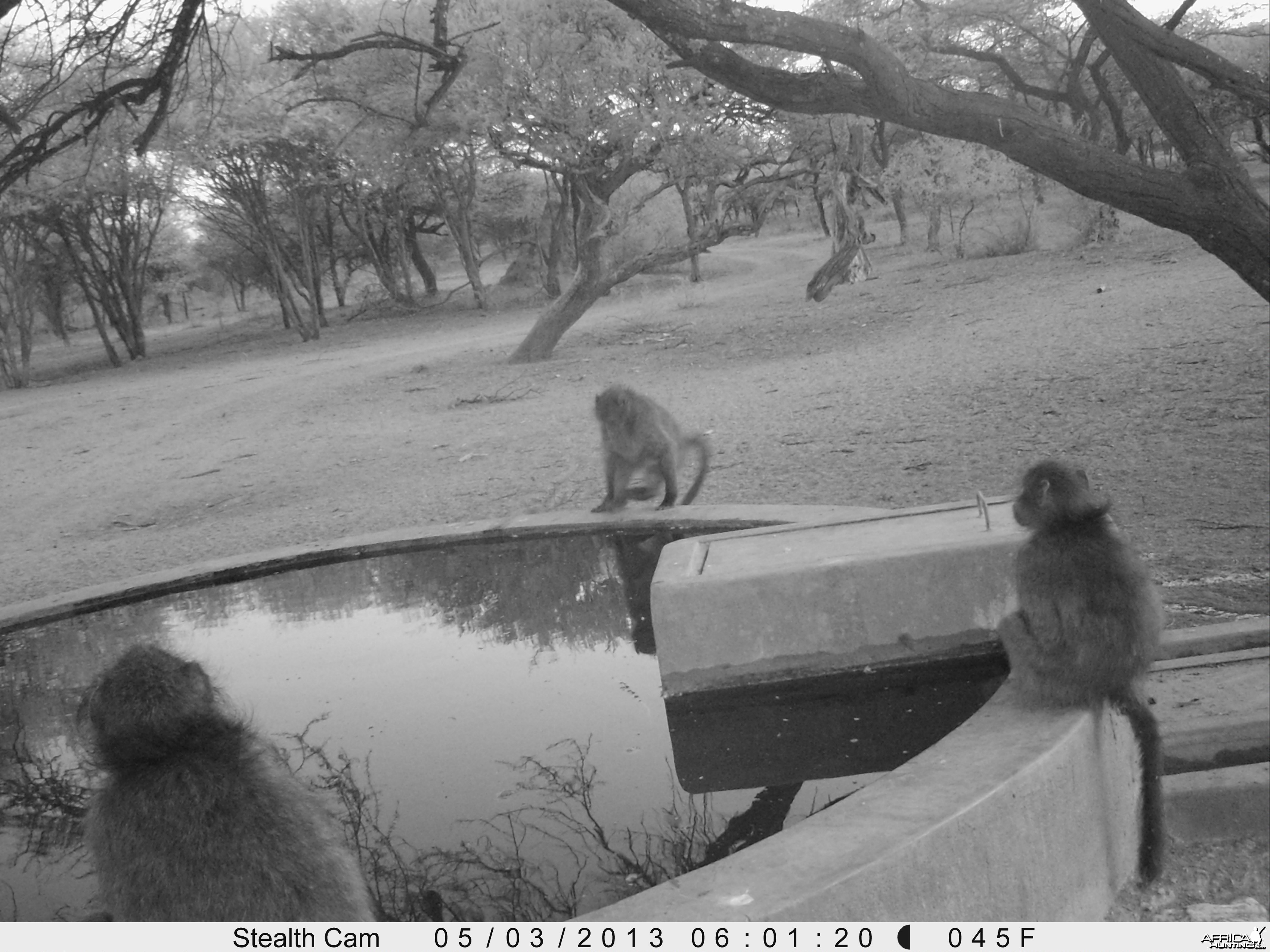 Baboon Trail Camera