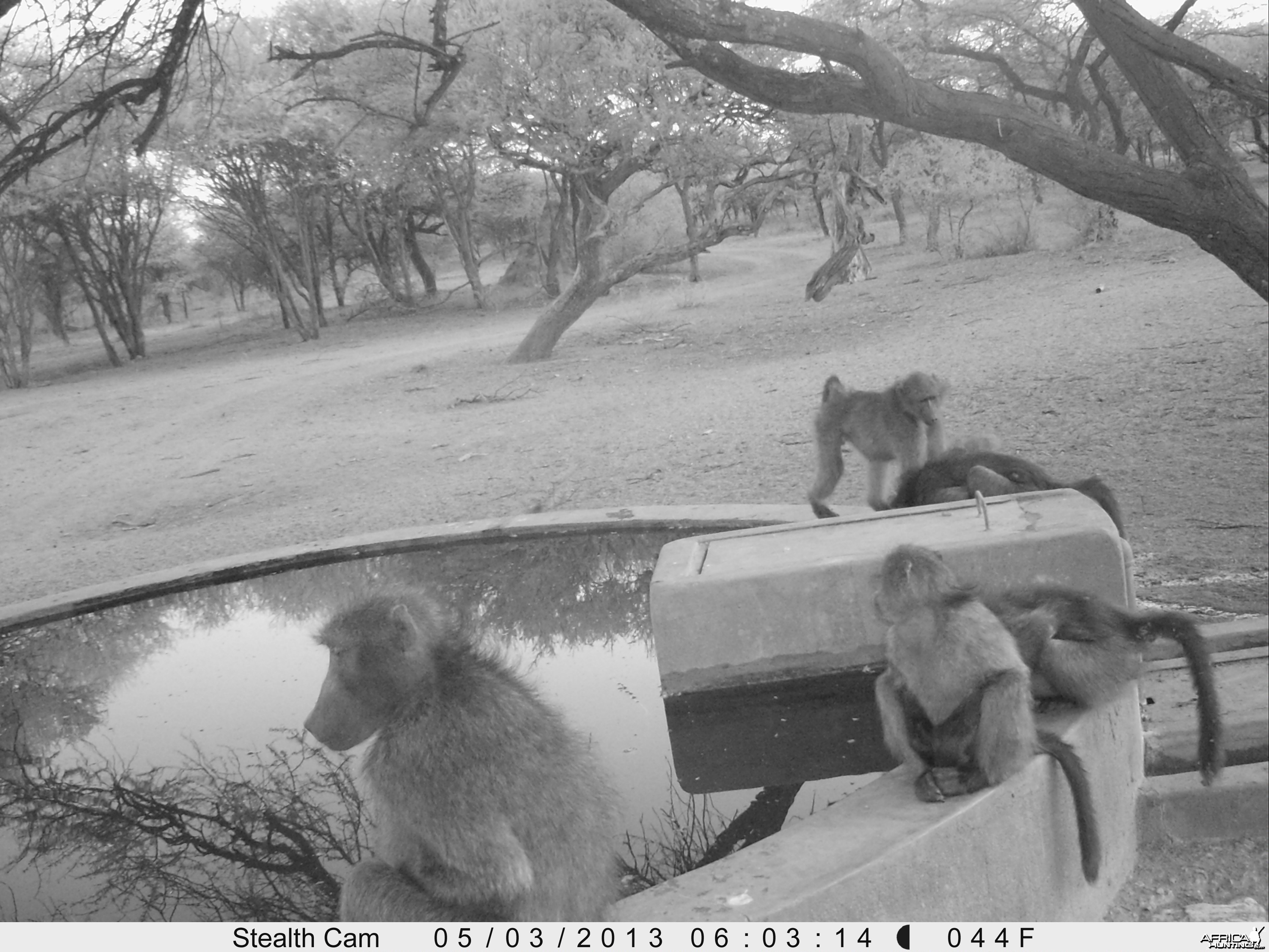 Baboon Trail Camera