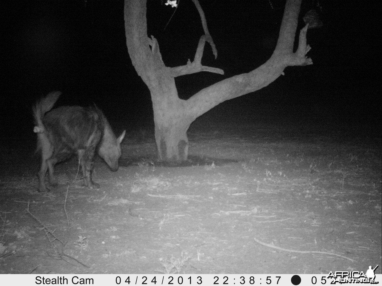 Brown Hyena Trail Camera