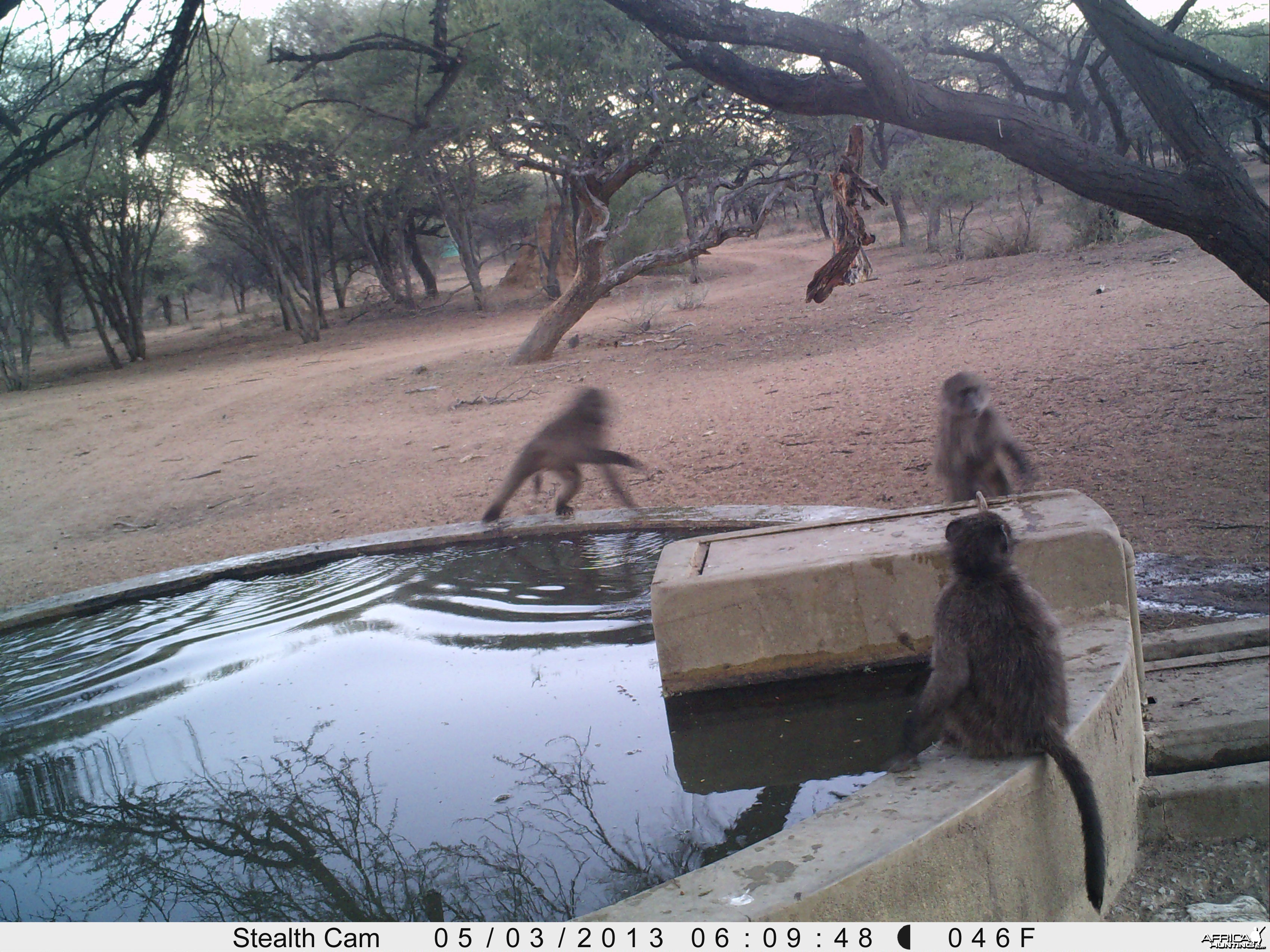 Baboon Trail Camera