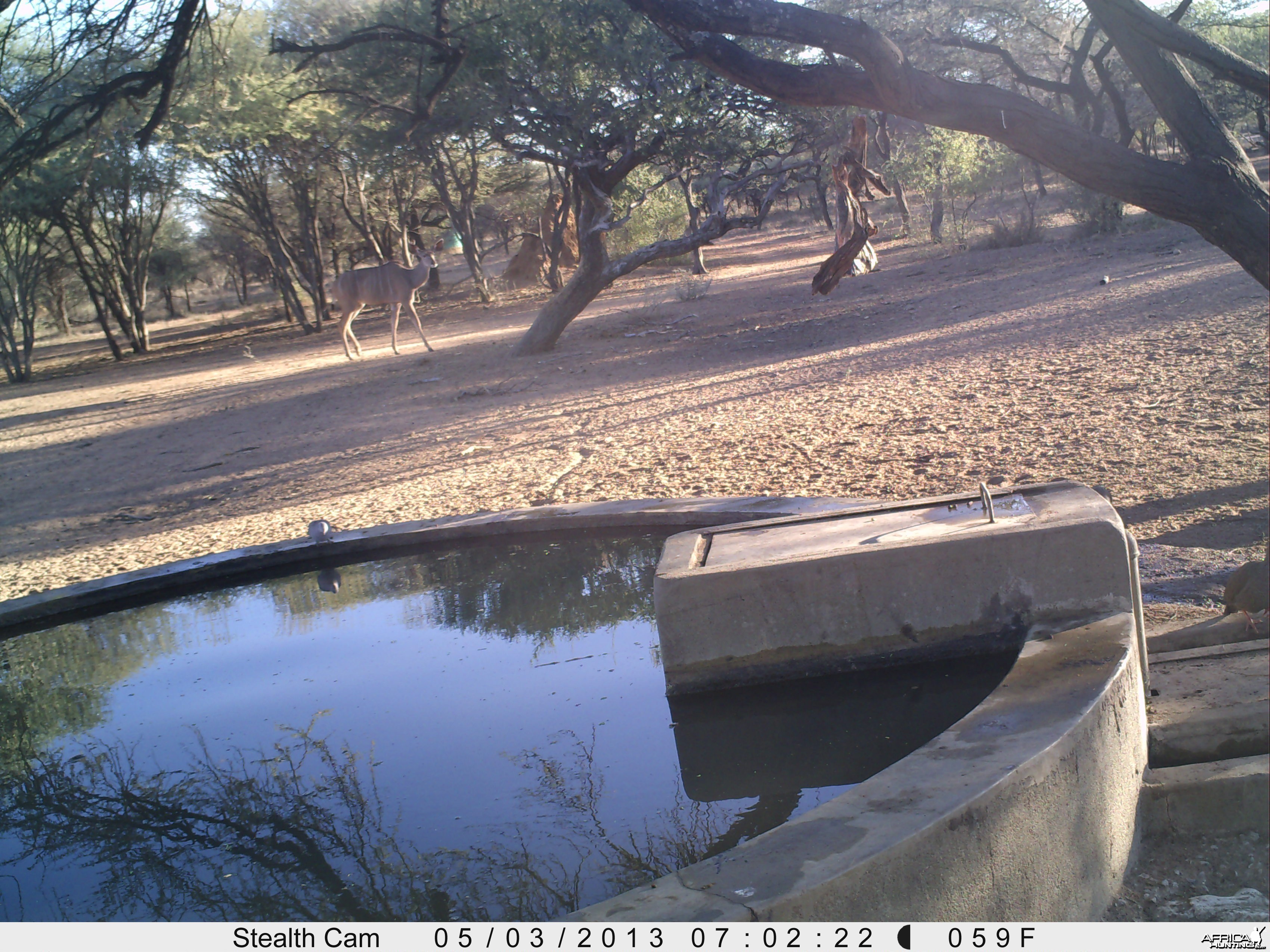 Greater Kudu Trail Camera