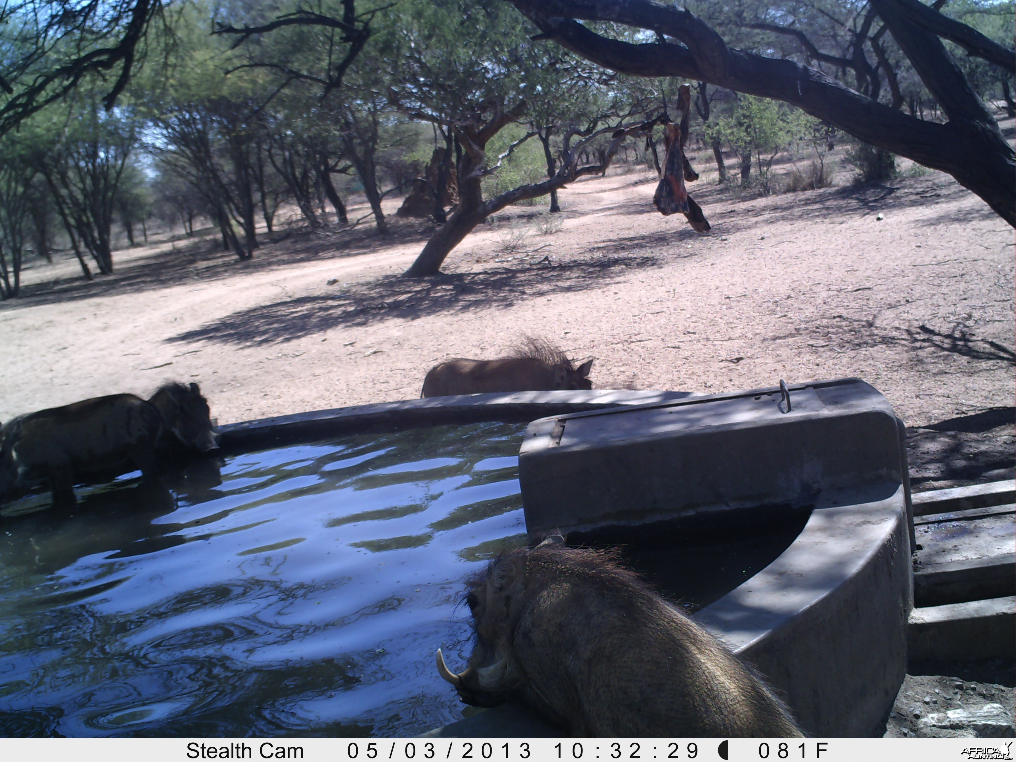 Warthog Trail Camera