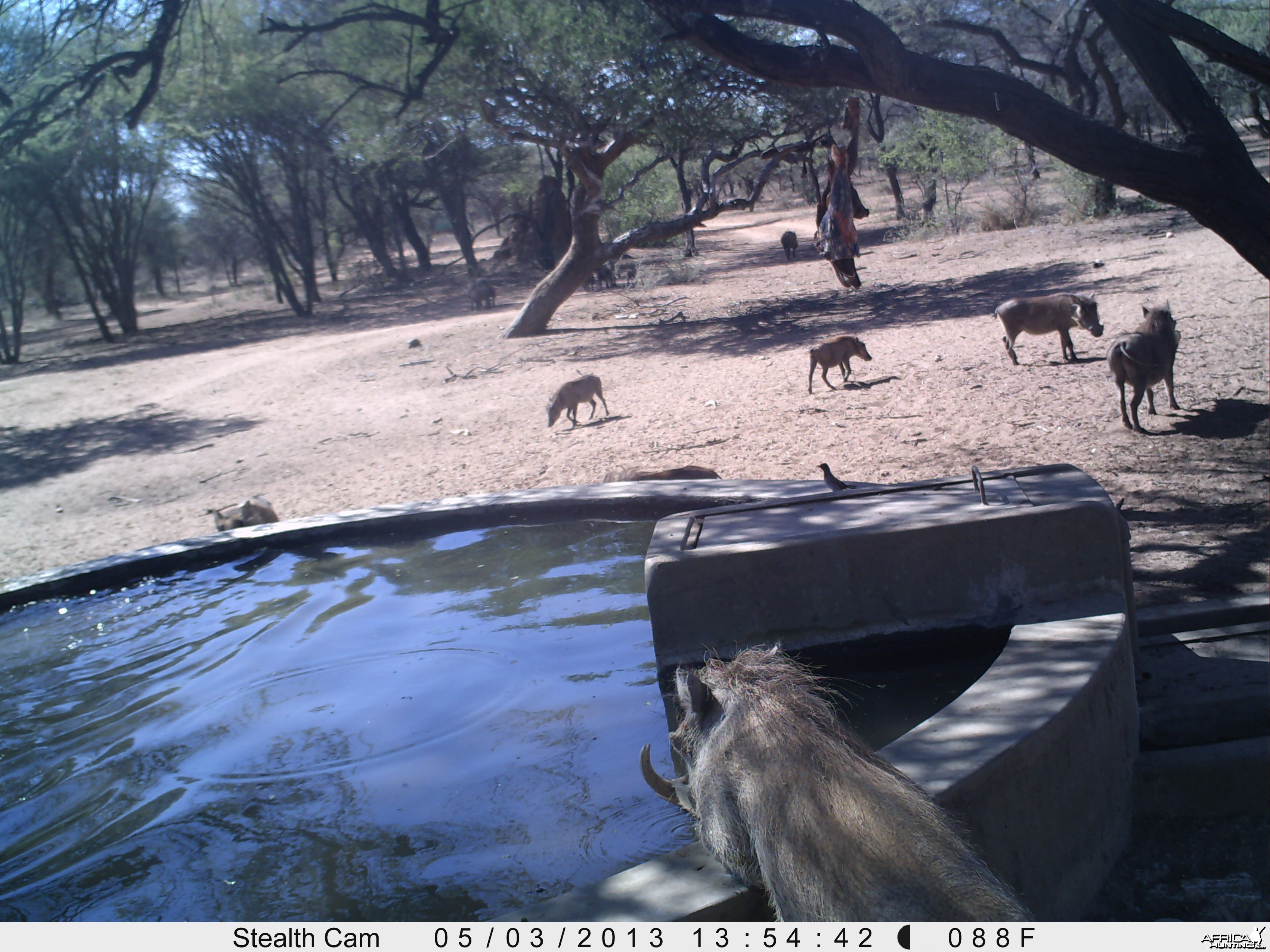 Warthog Trail Camera