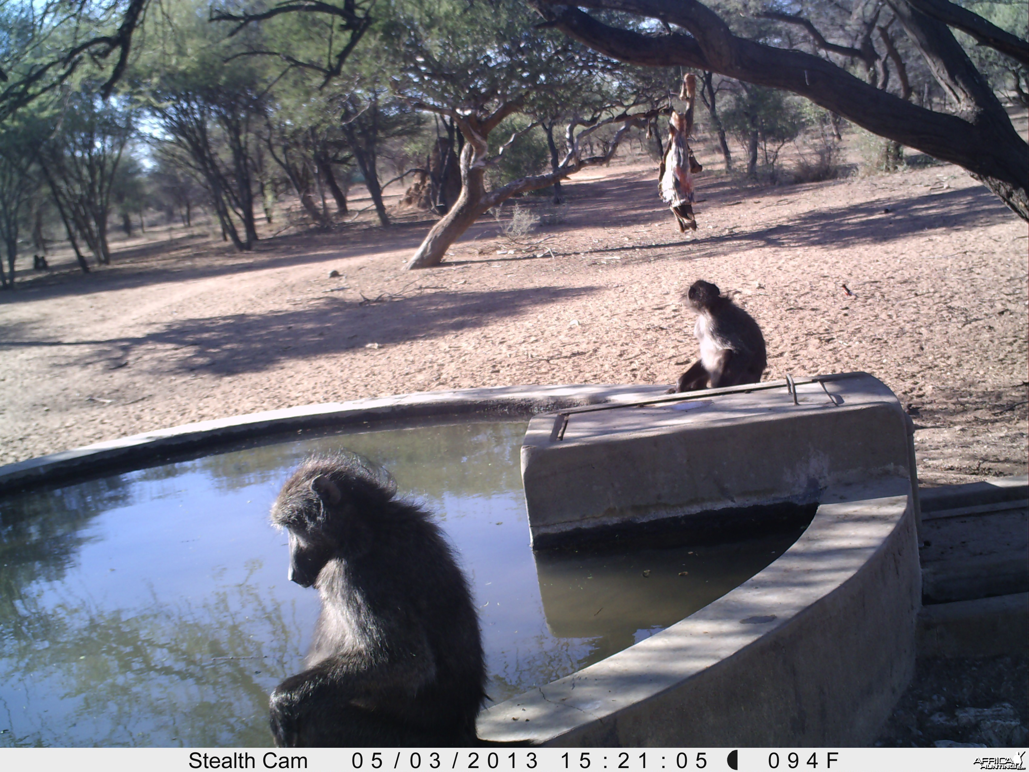 Baboon Trail Camera