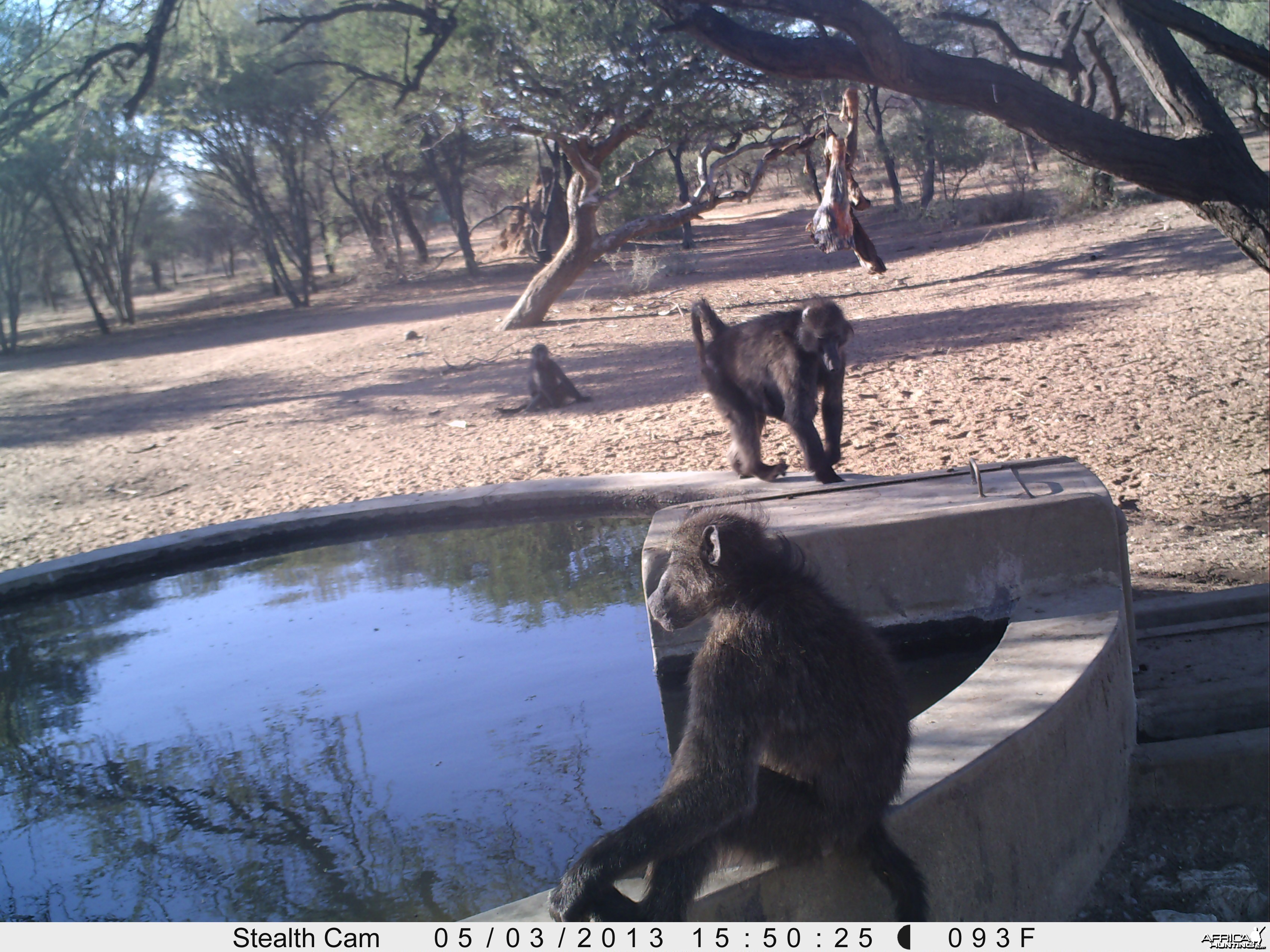 Baboon Trail Camera