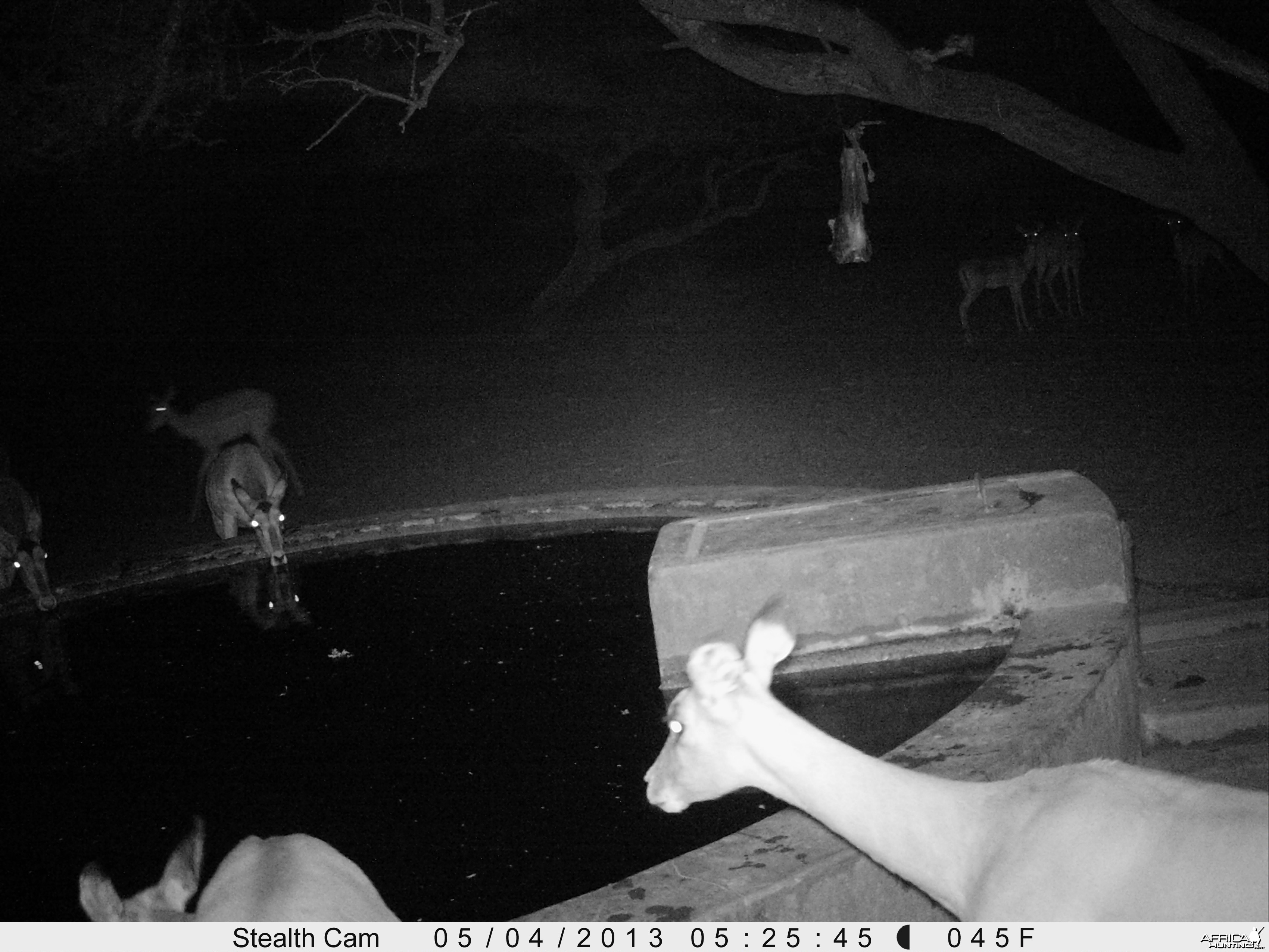 Impala Trail Camera