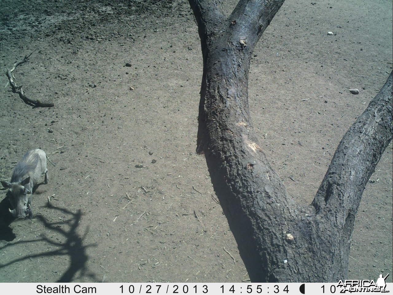 Warthog Trail Camera