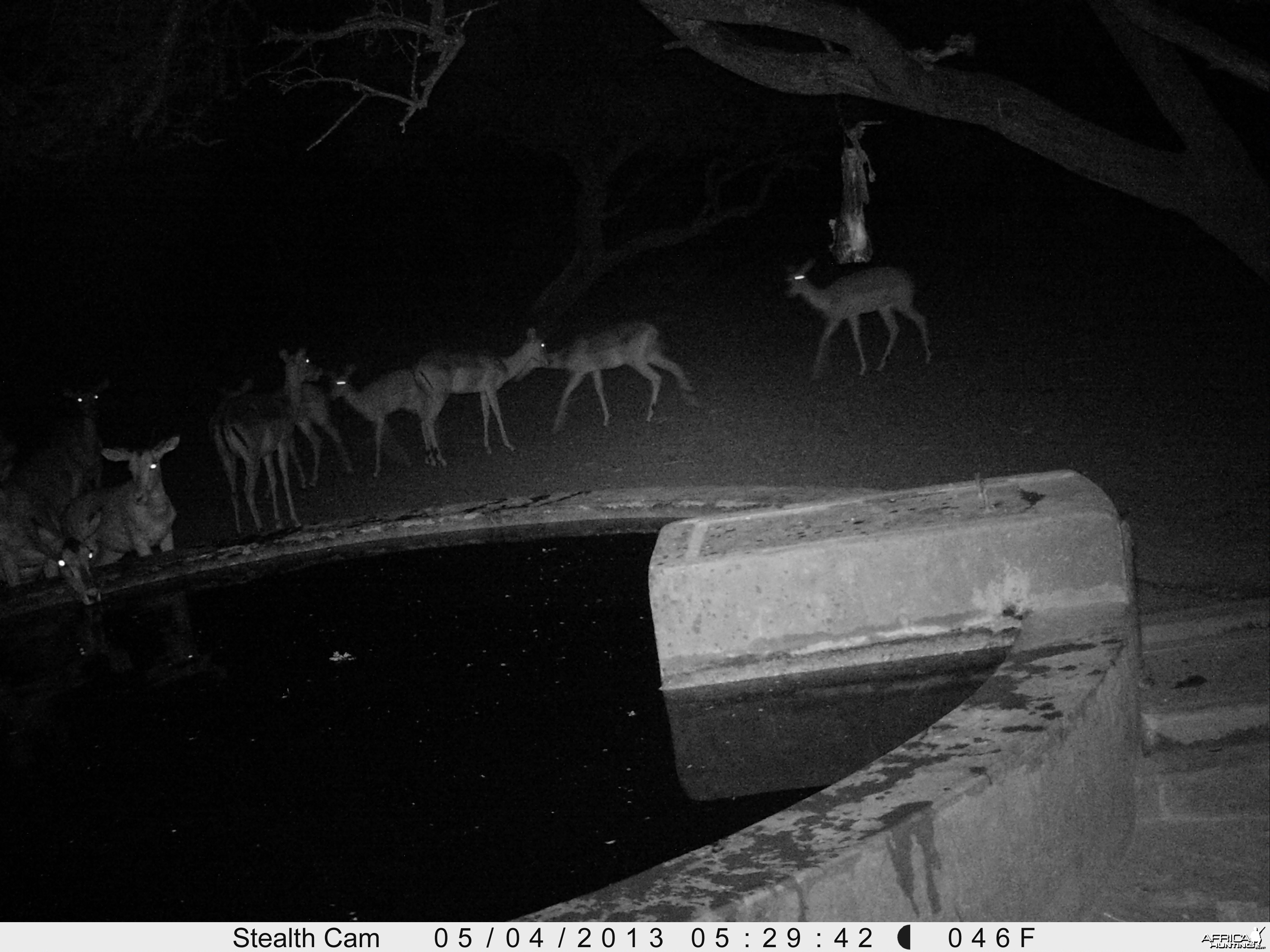 Impala Trail Camera