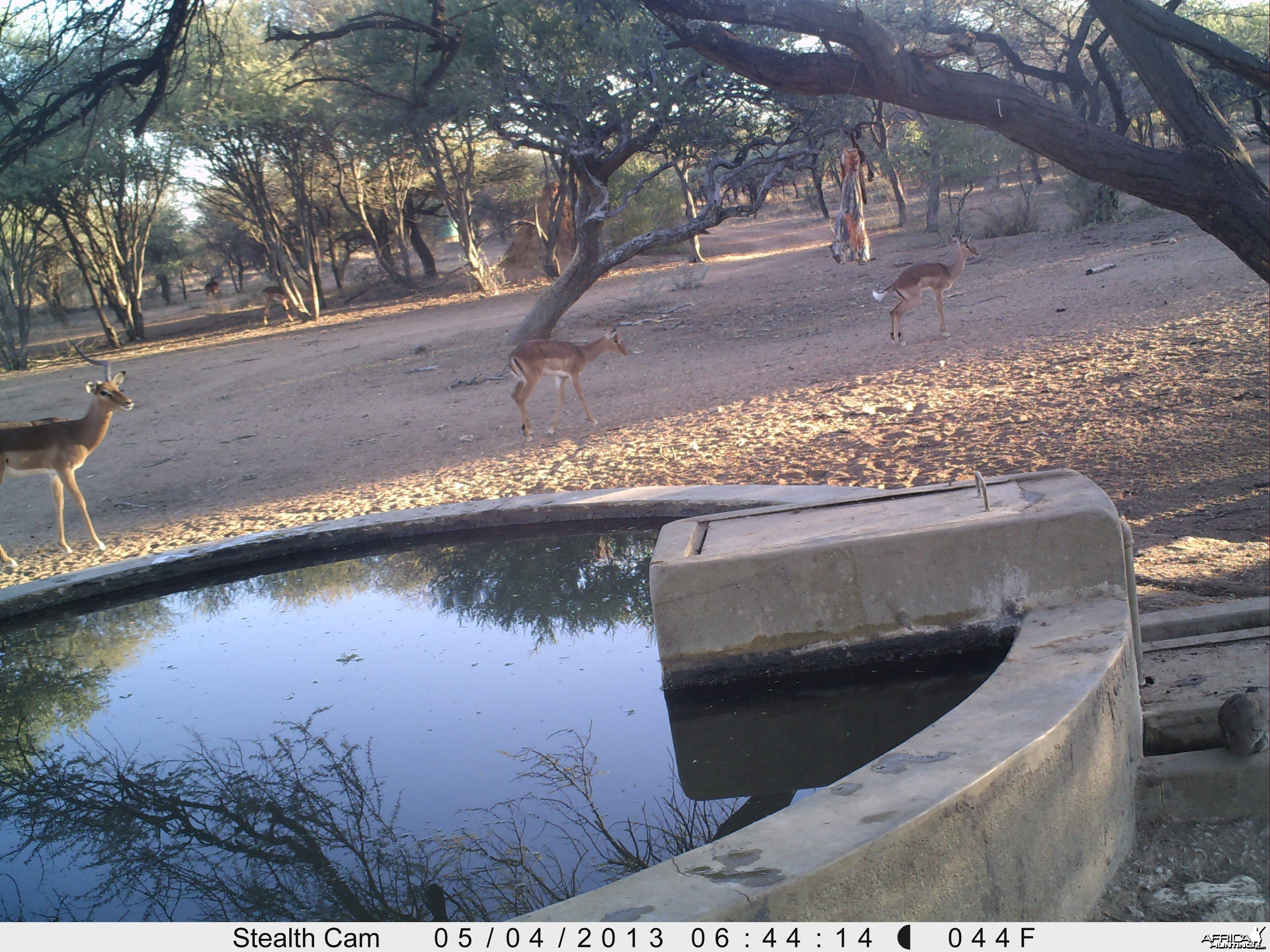 Impala Trail Camera