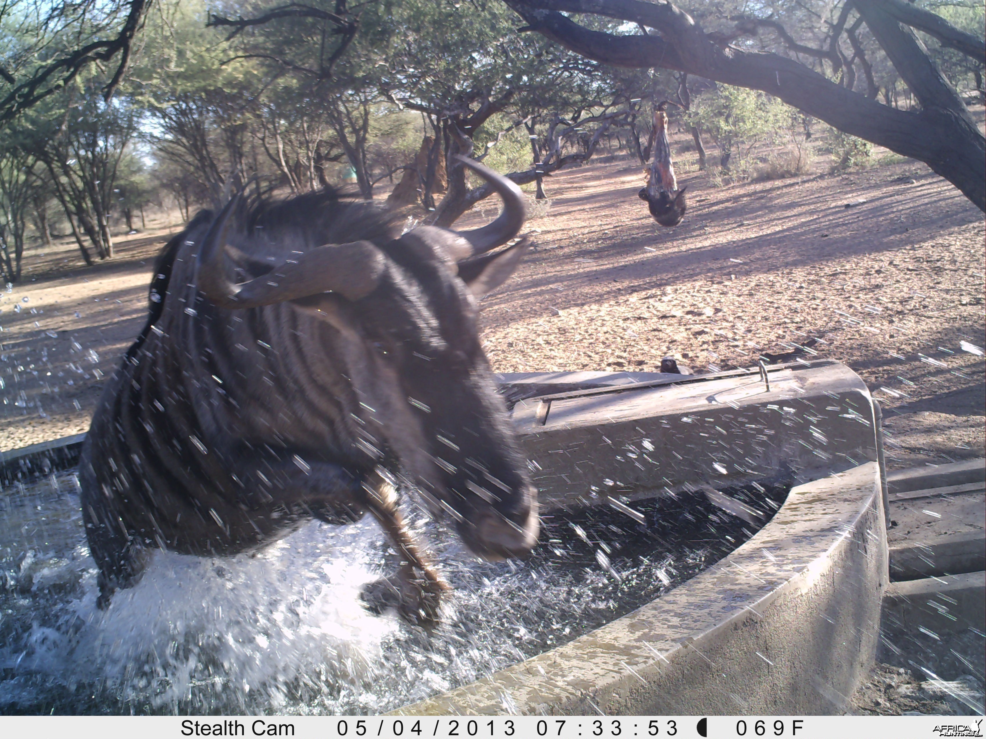 Blue Wildebeest Trail Camera