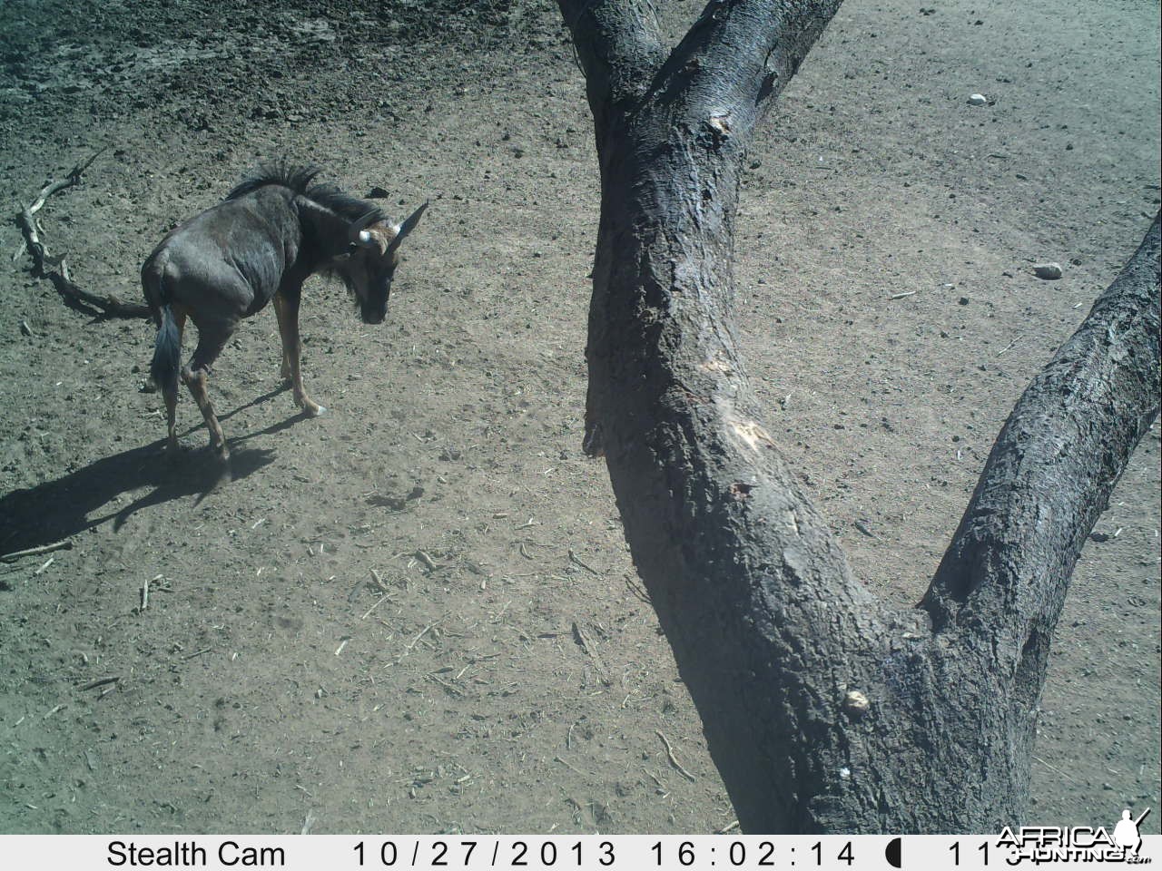 Blue Wildebeest Trail Camera