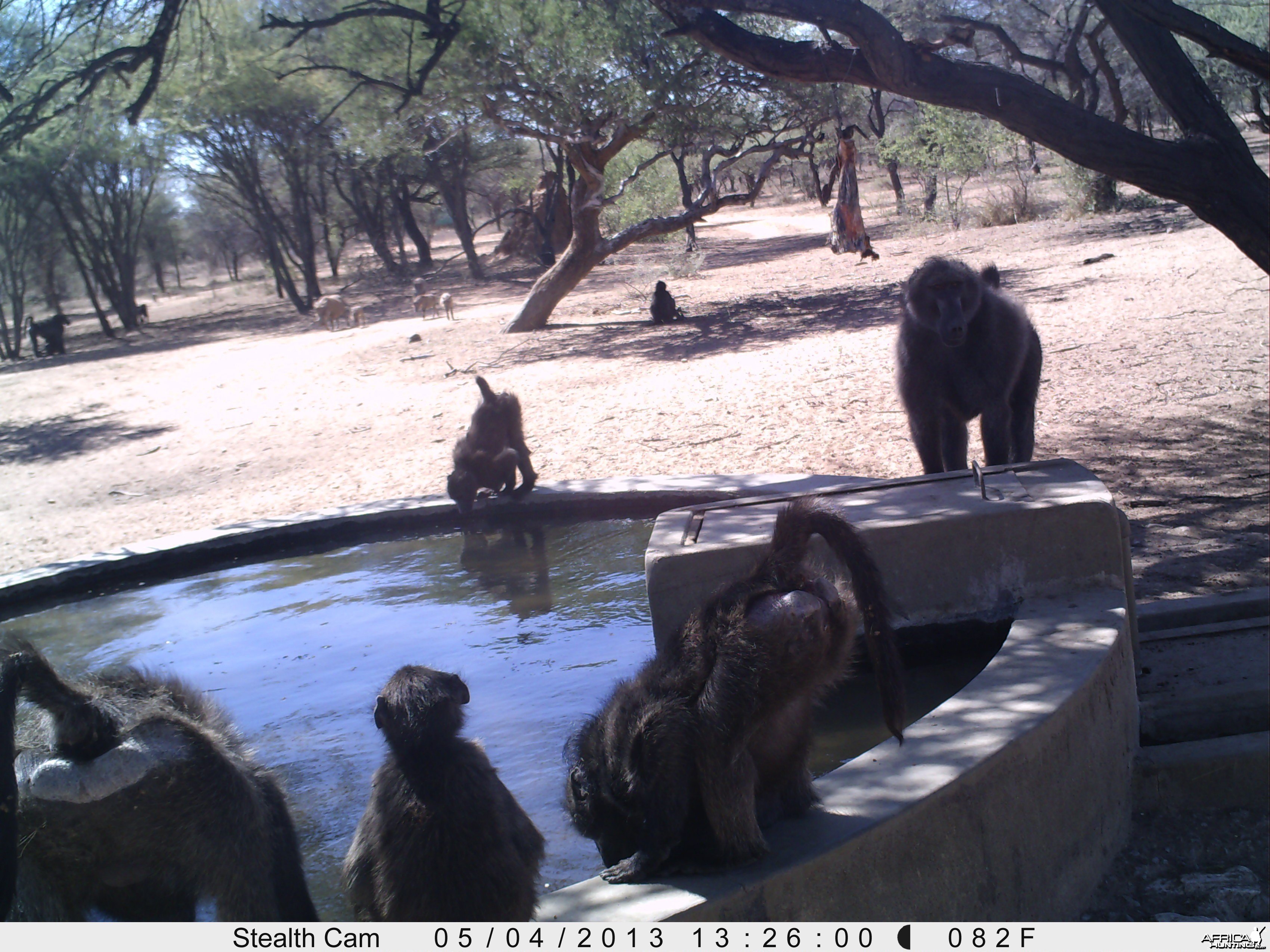 Baboon Trail Camera