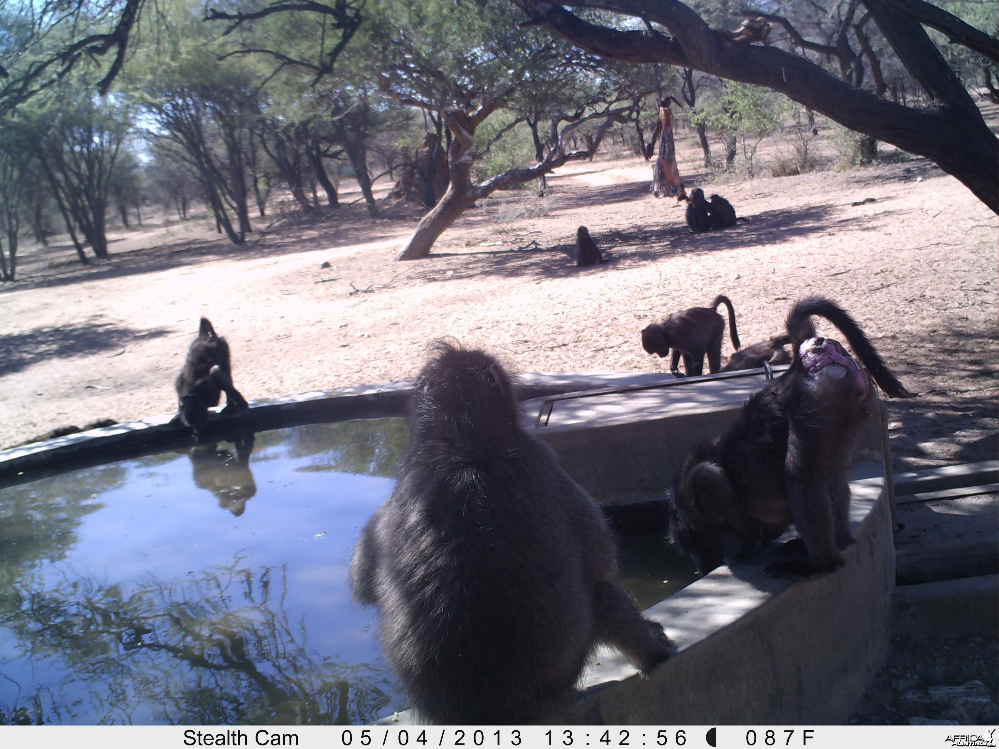 Baboon Trail Camera