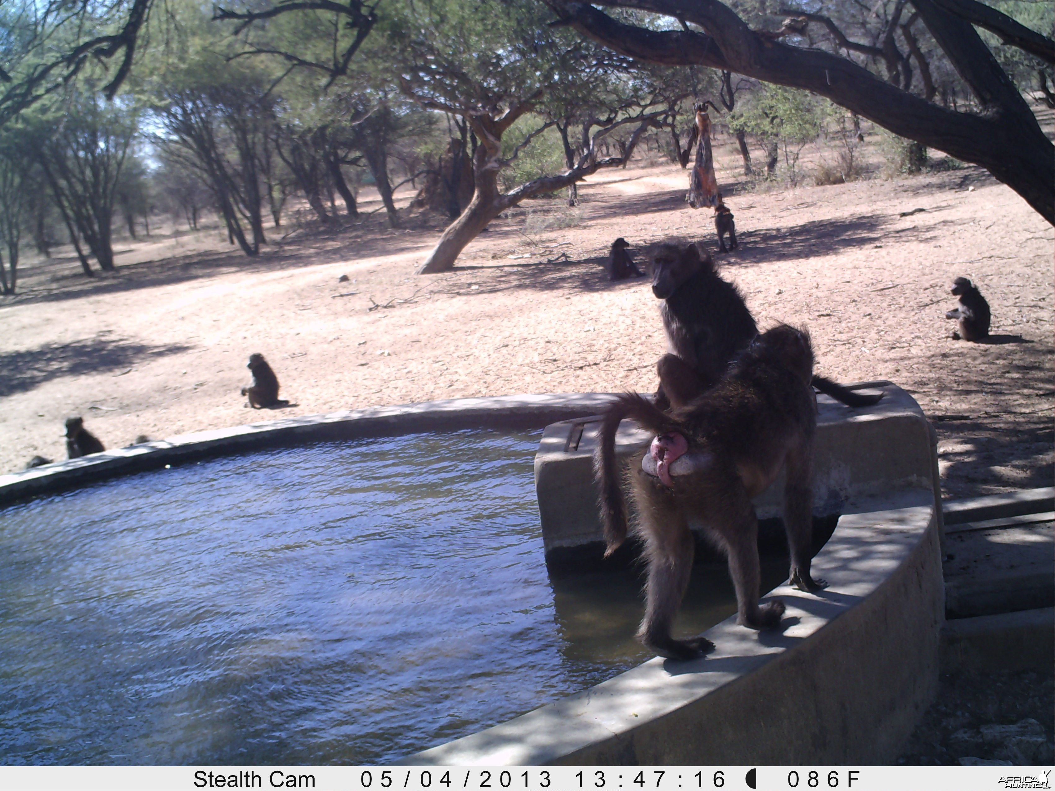 Baboon Trail Camera