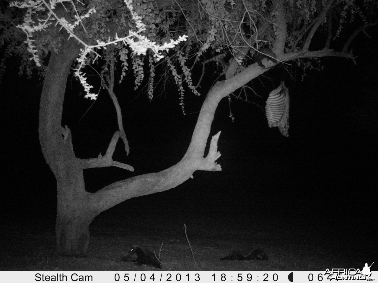 Honey Badger Trail Camera