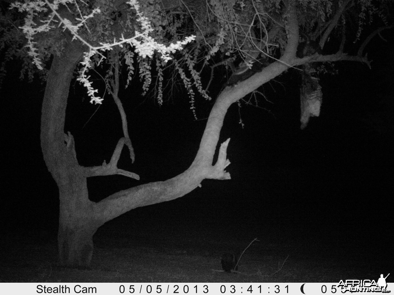 Honey Badger Trail Camera