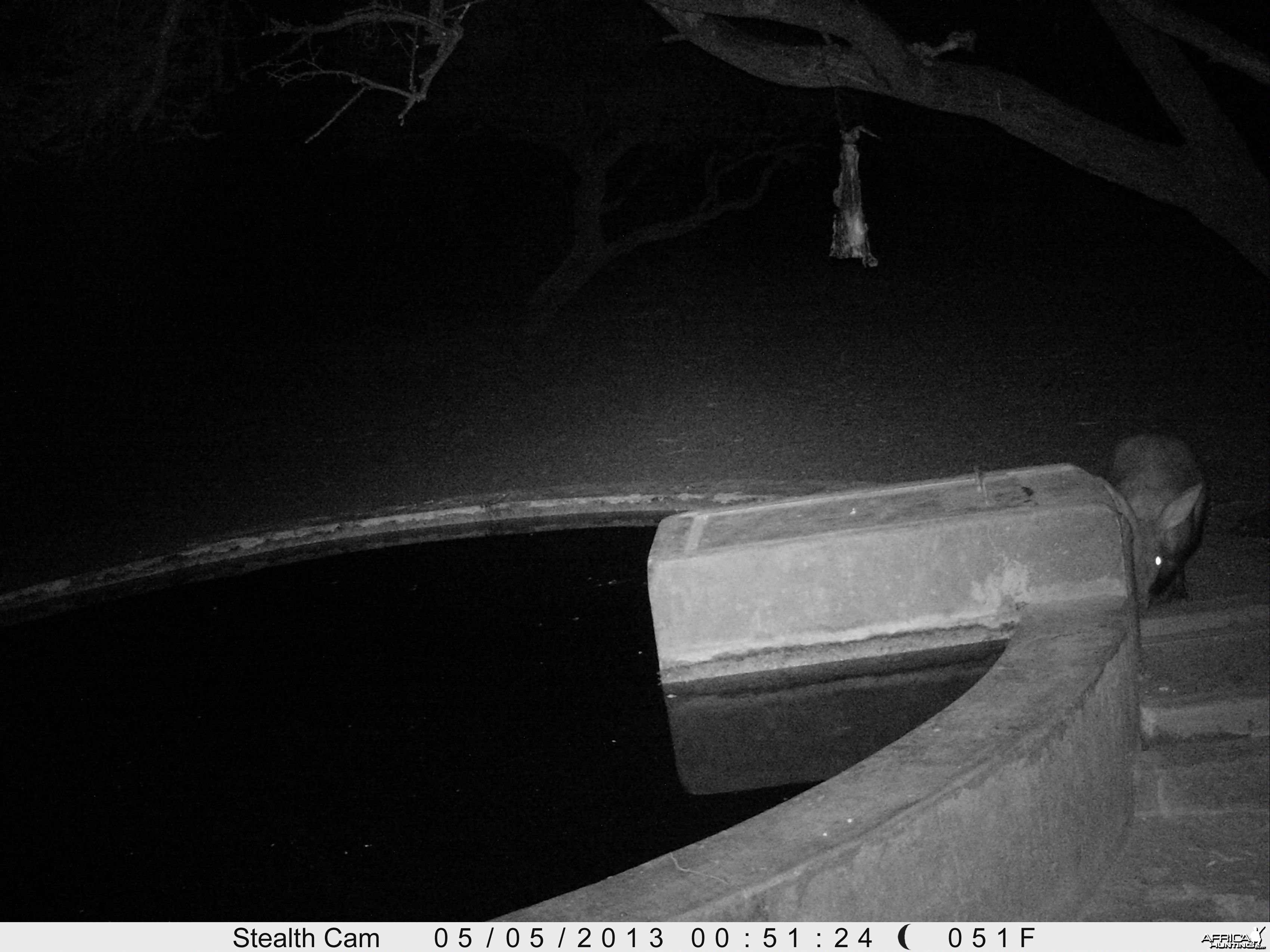 Aardvark or Antbear Trail Camera