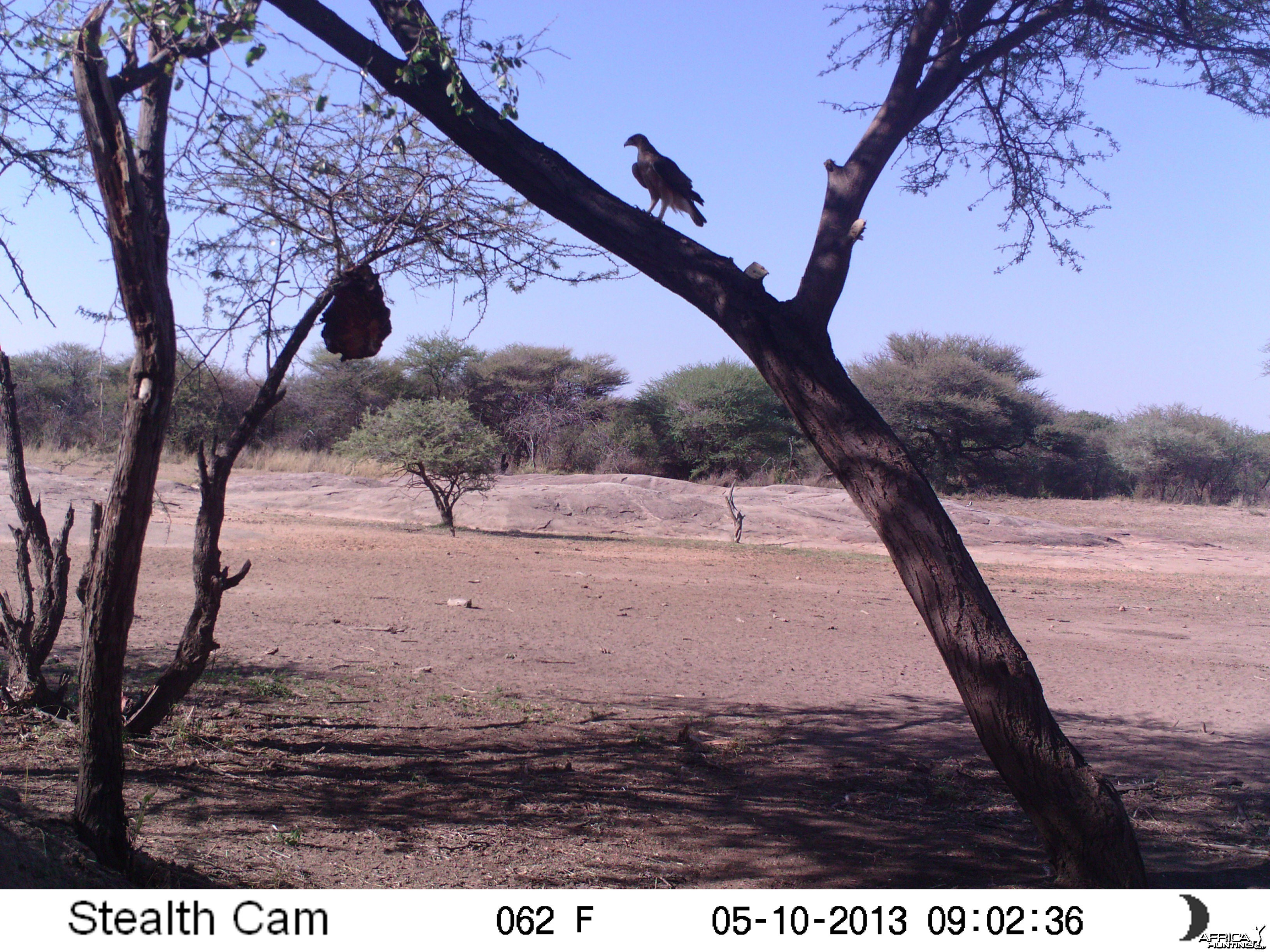 Bird of Prey Trail Camera