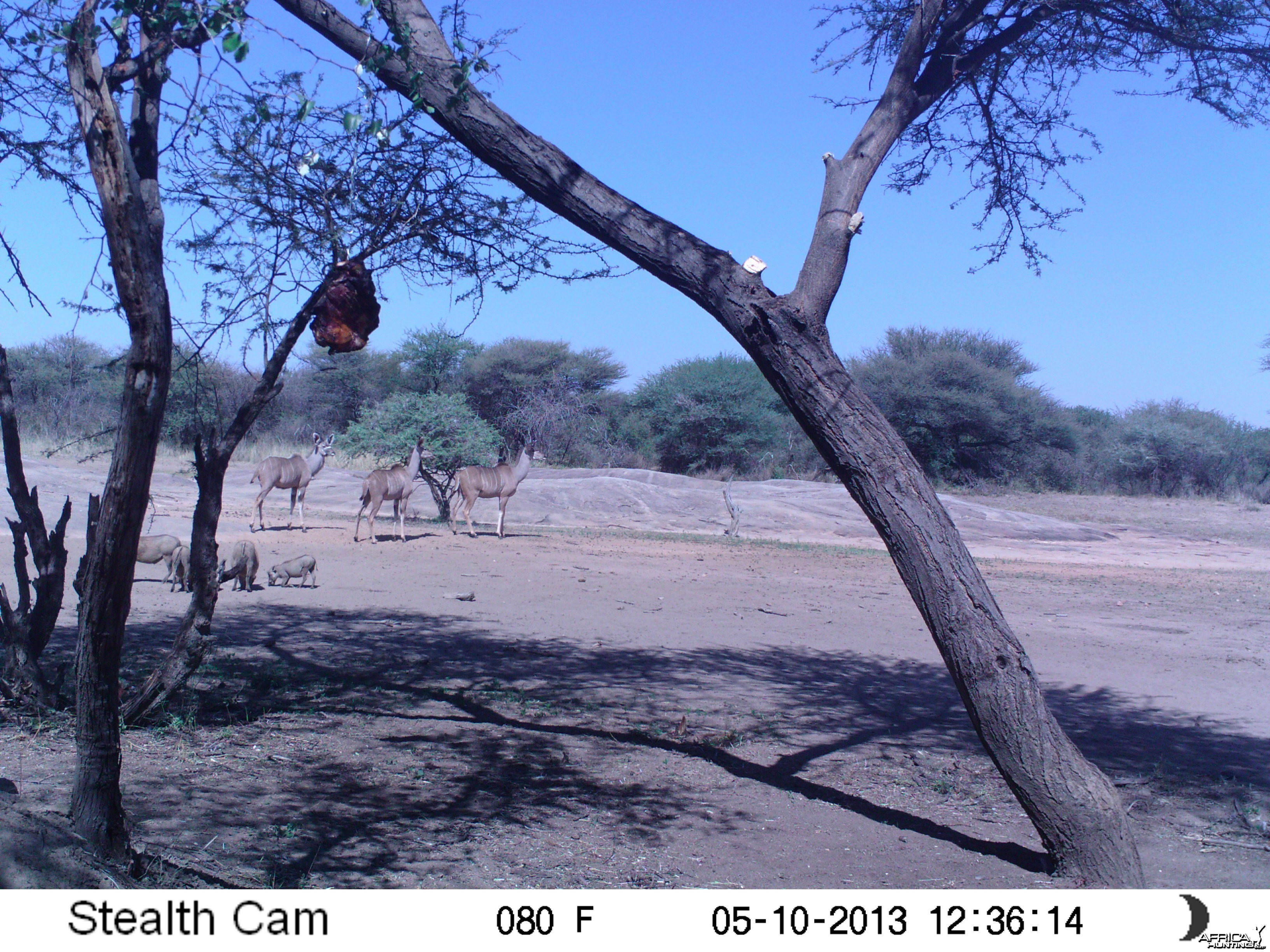 Greater Kudu Trail Camera