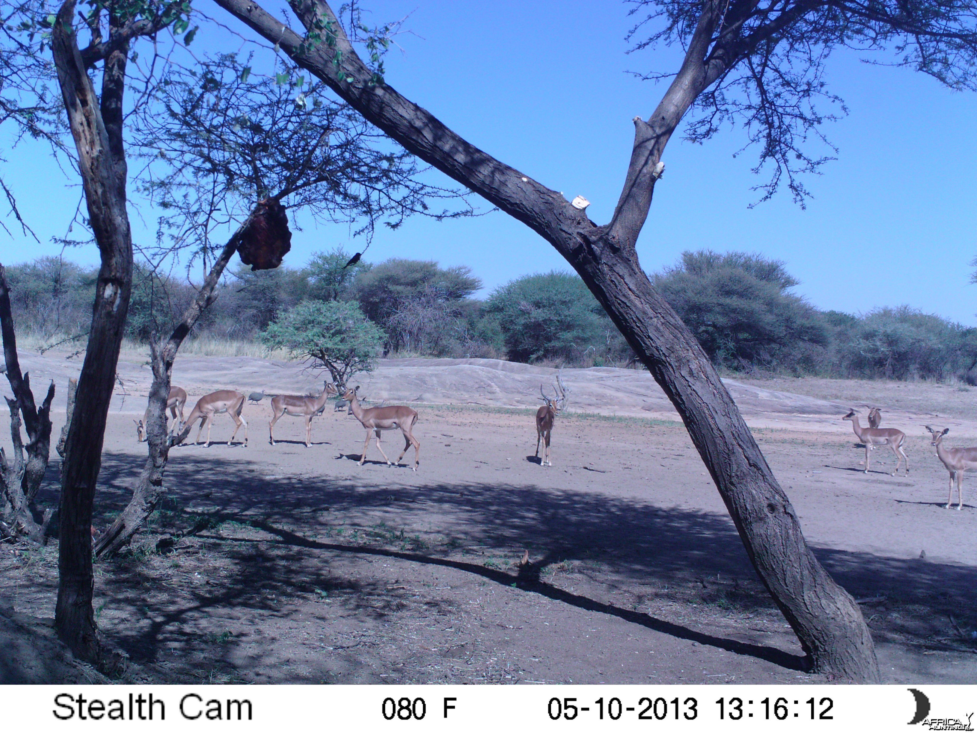 Impala Trail Camera