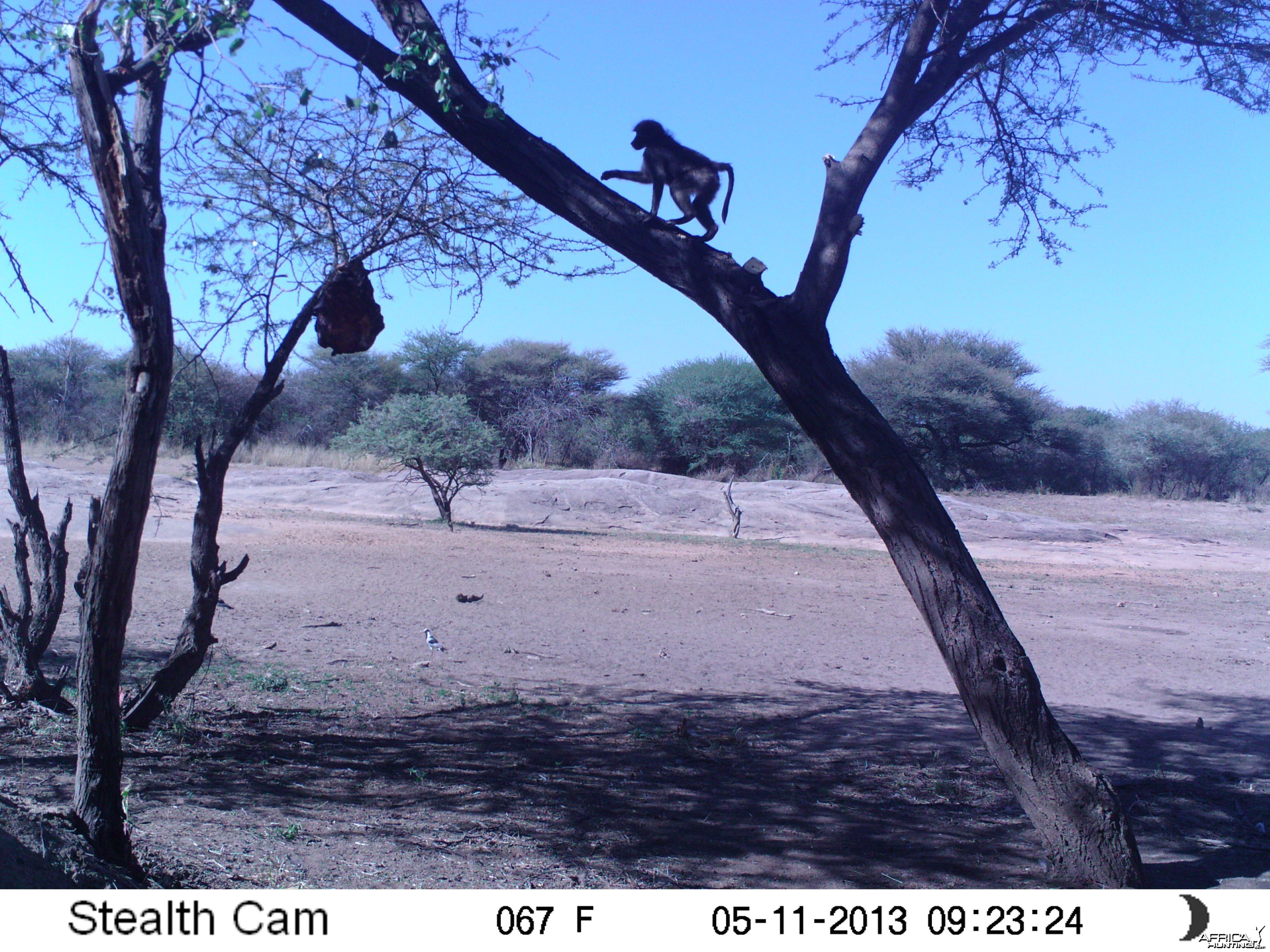 Baboon Trail Camera