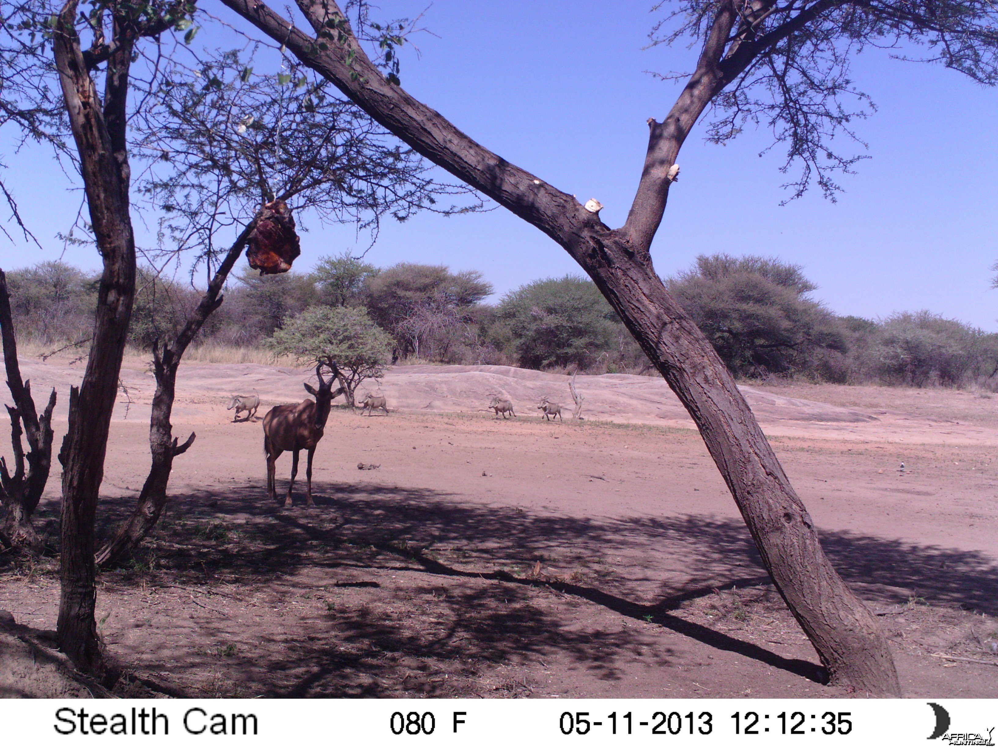 Red Hartebeest Trail Camera