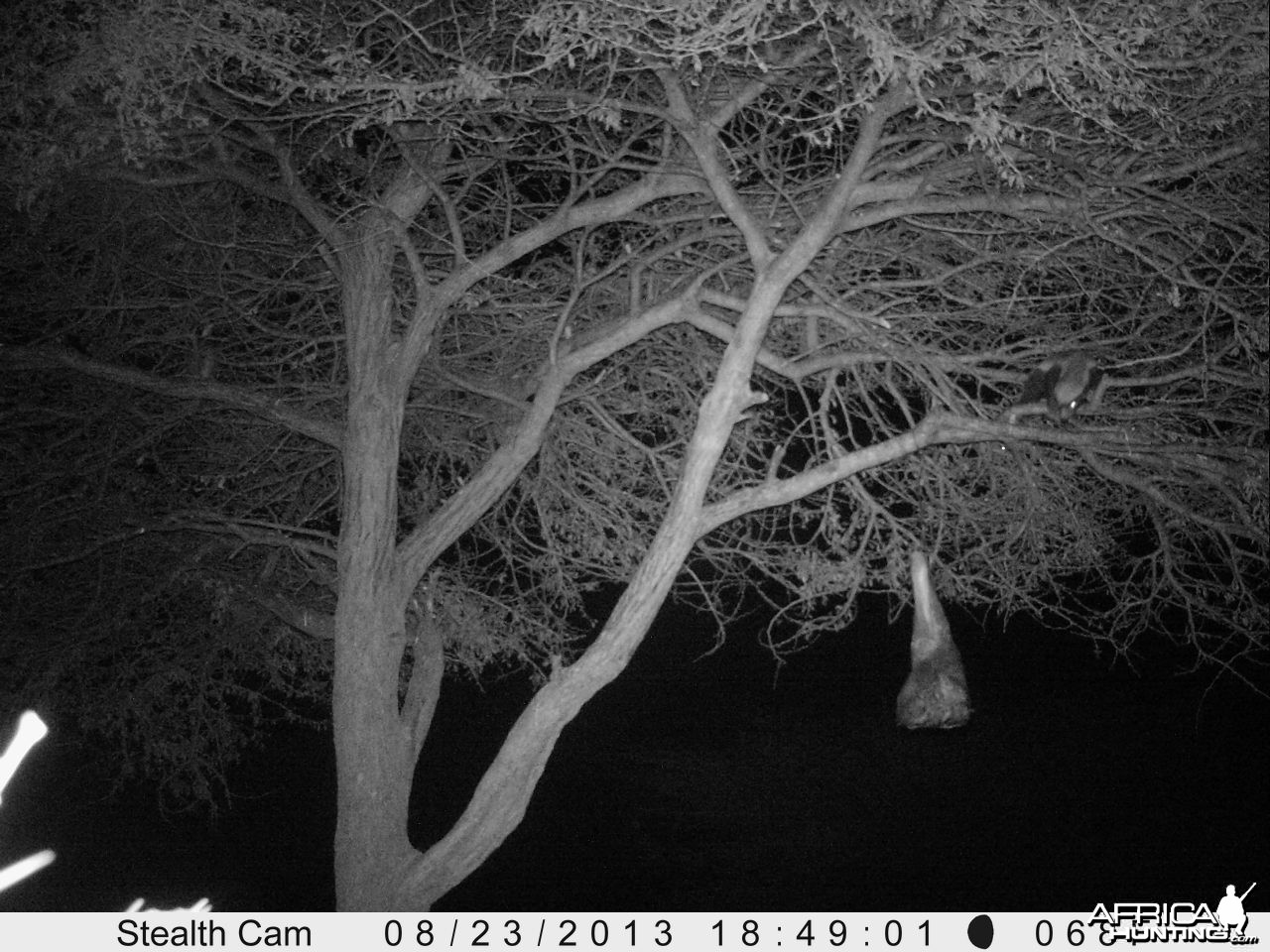 Honey Badger Trail Camera