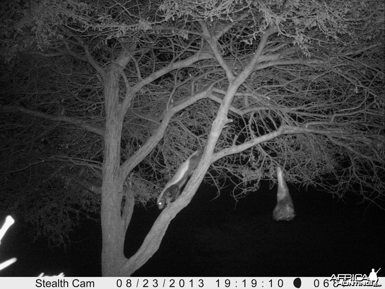 Honey Badger Trail Camera