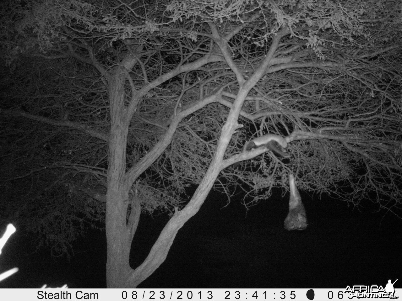 Honey Badger Trail Camera