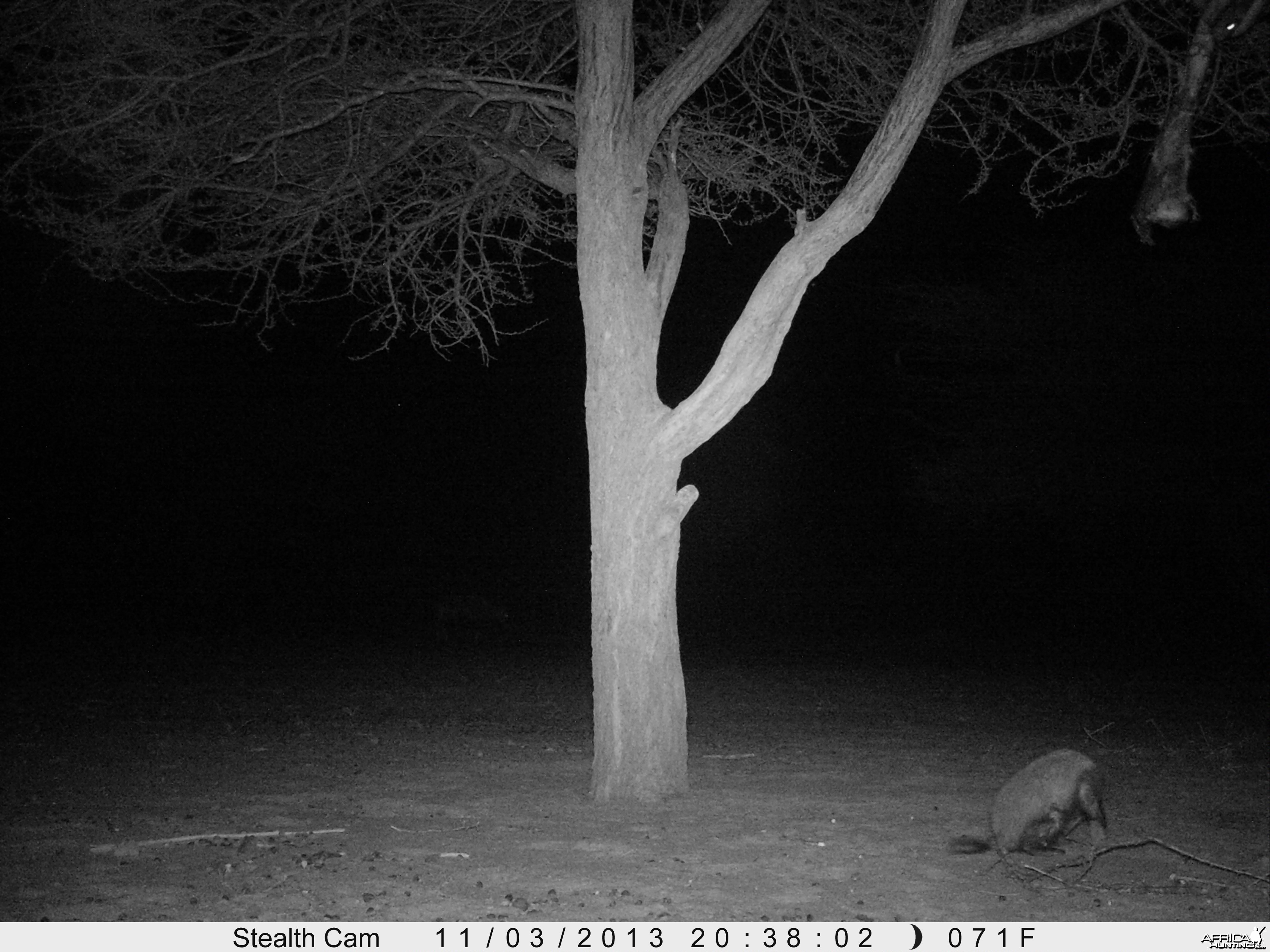 Honey Badger Trail Camera