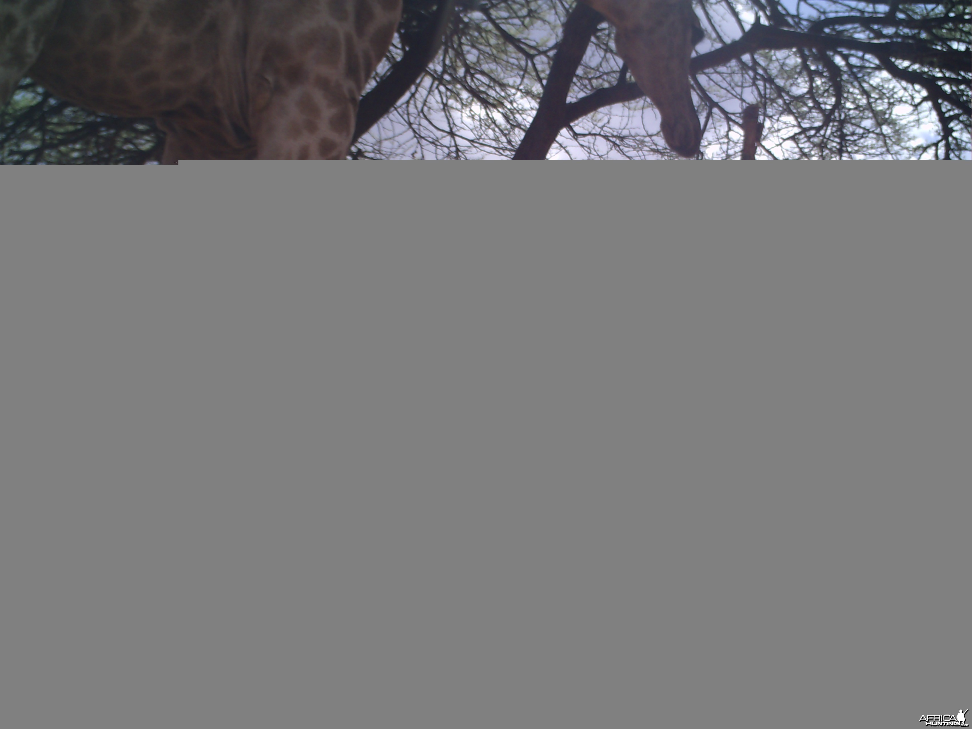 Giraffe Trail Camera