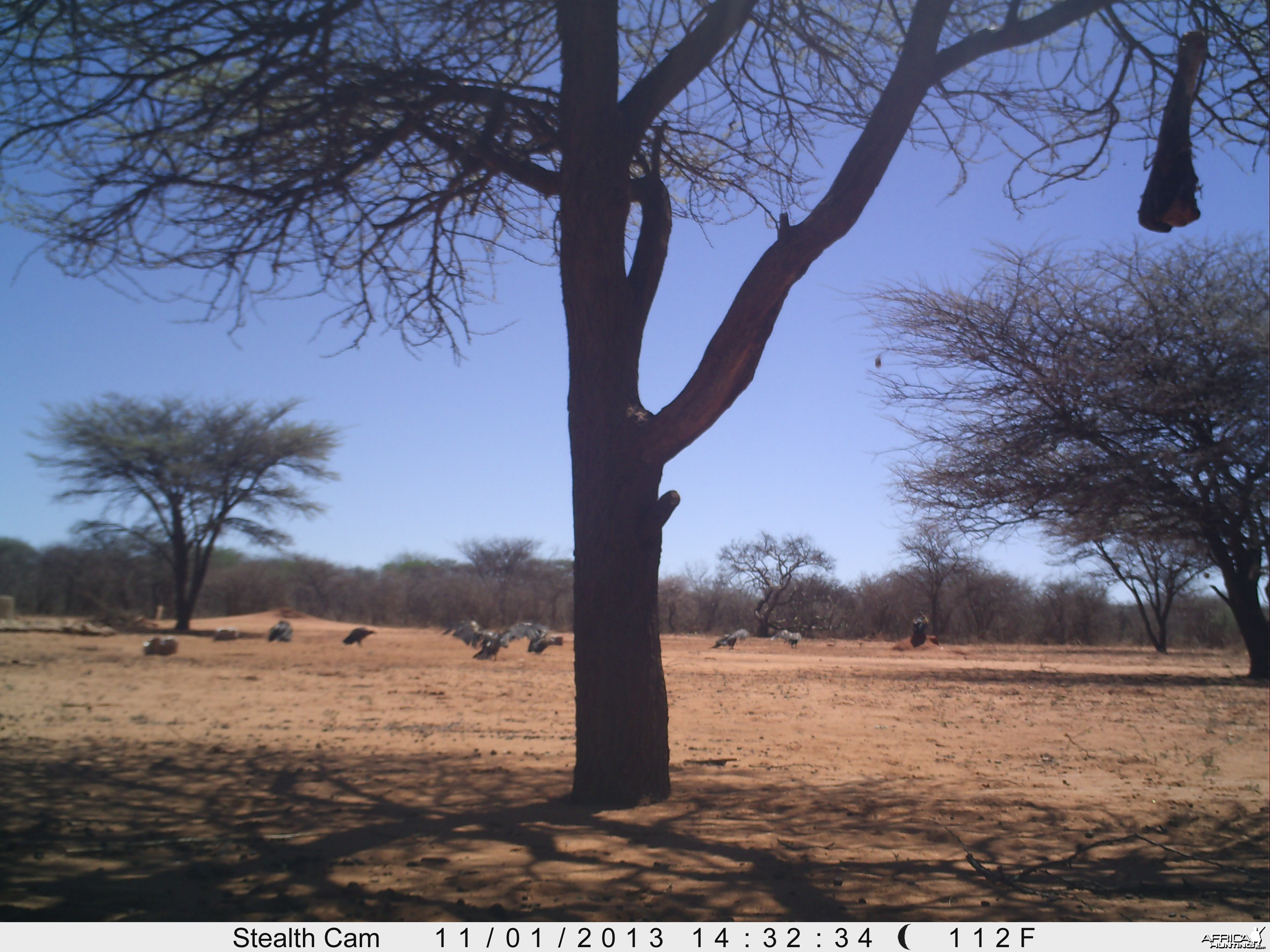 Vultures Trail Camera