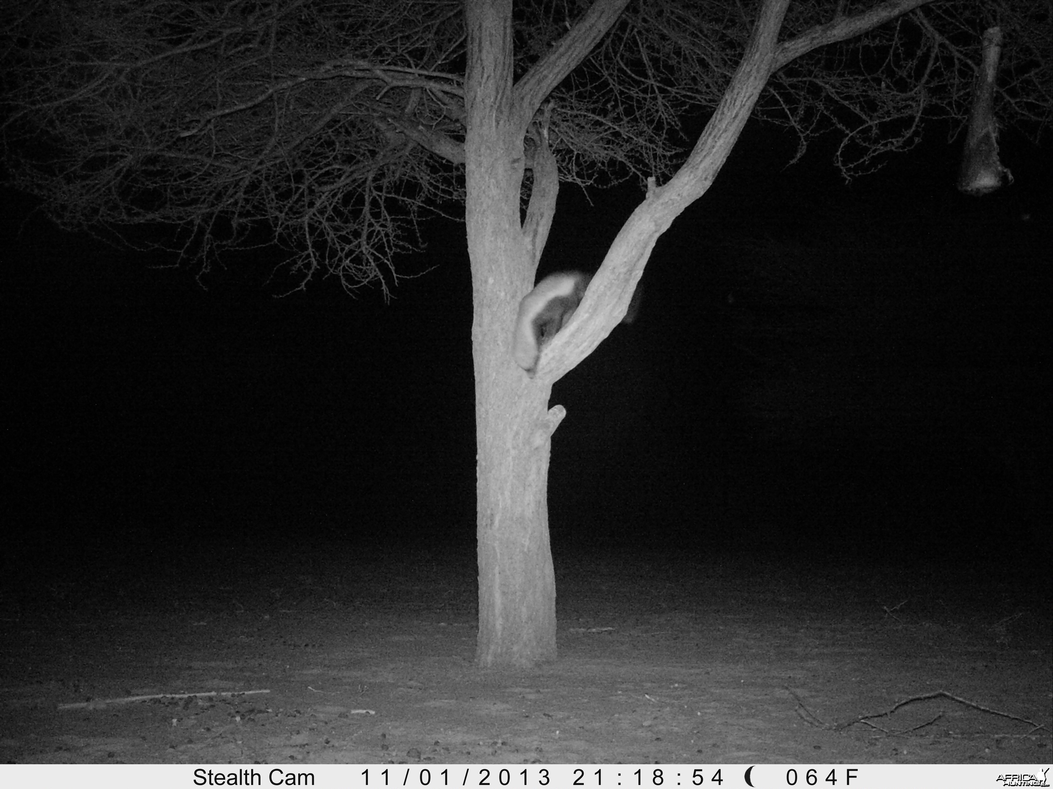 Honey Badger Trail Camera