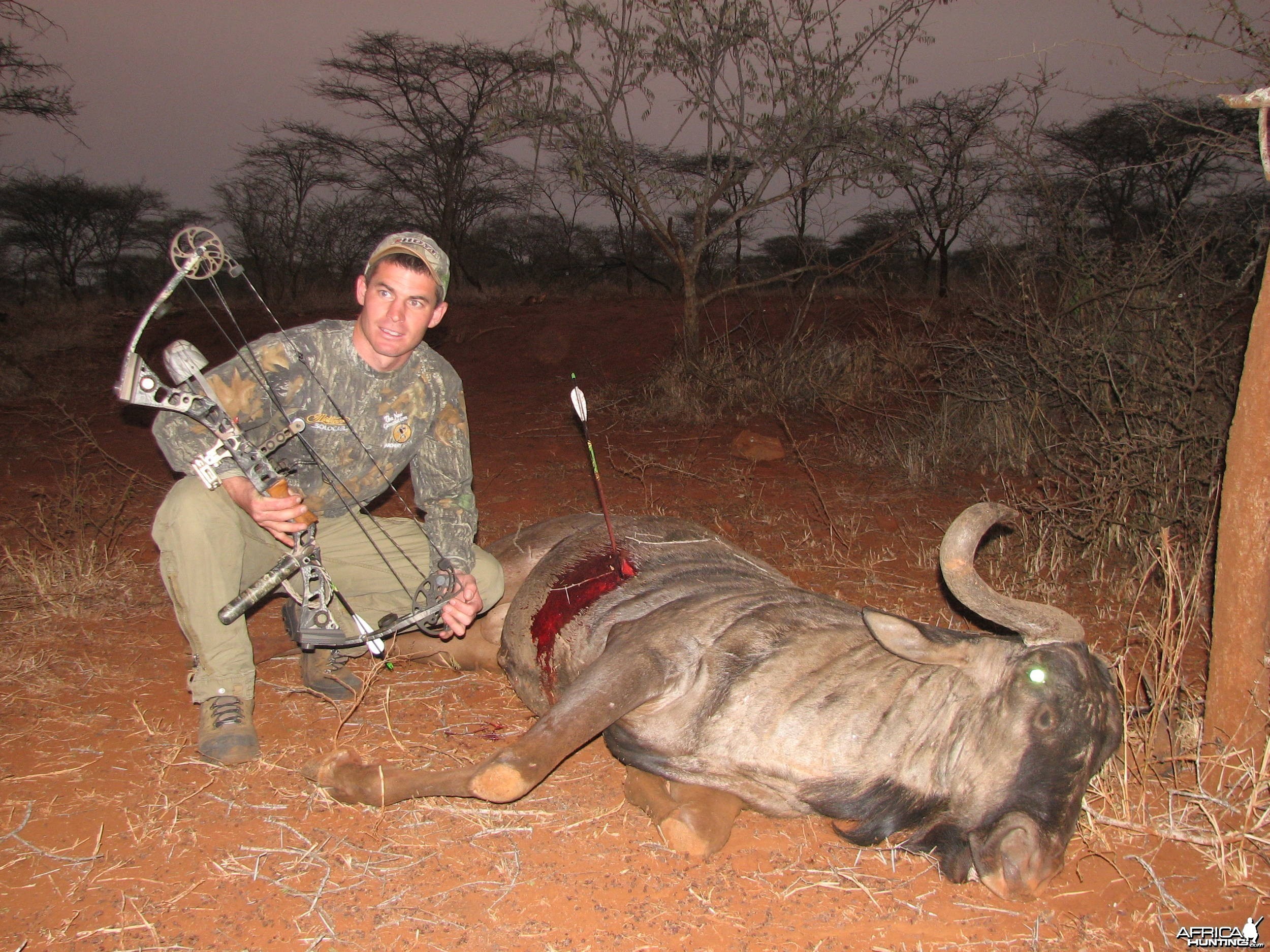 Bowhunting Blue Wildebeest