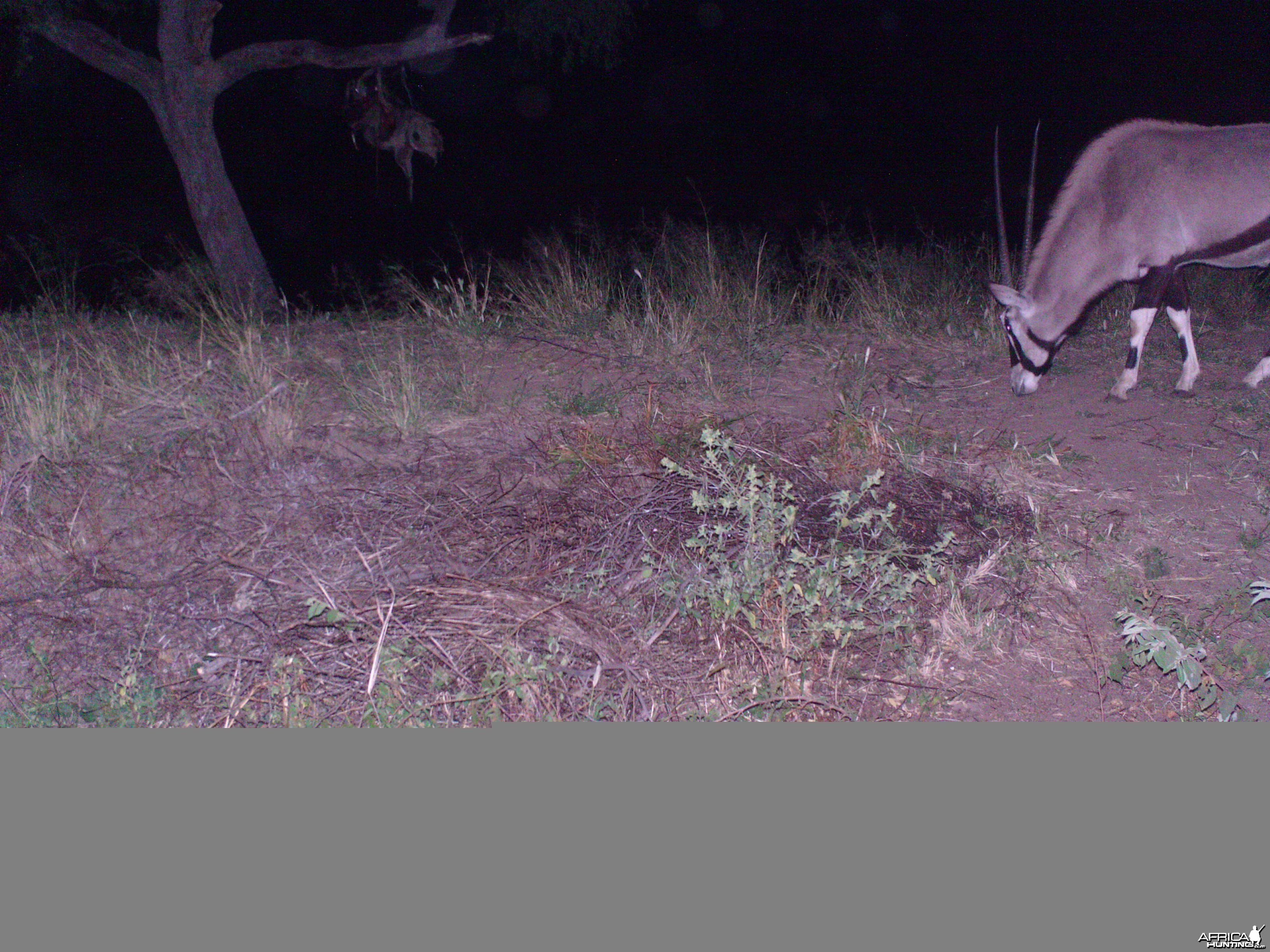 Gemsbok Trail Camera