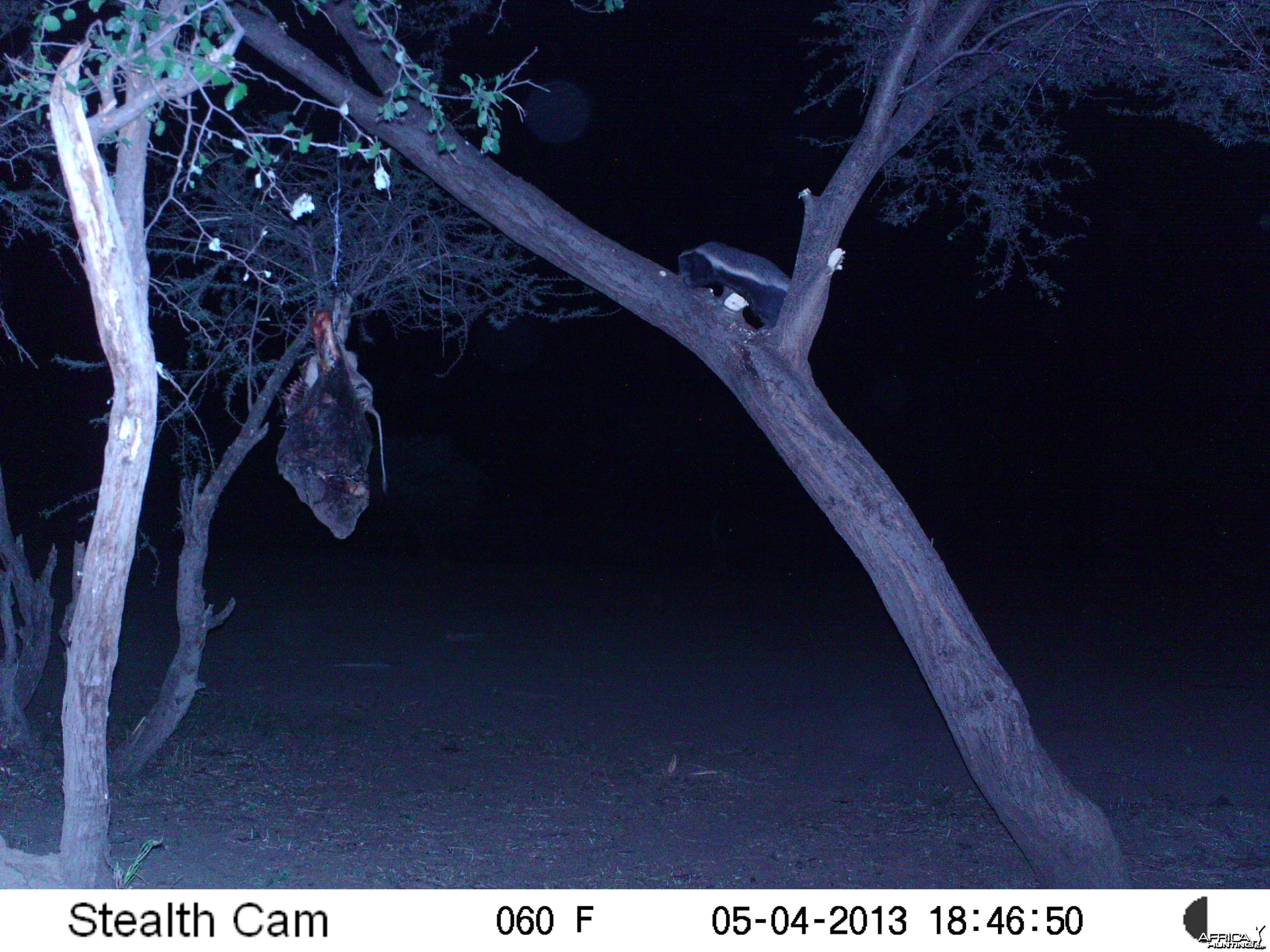 Honey Badger Trail Camera