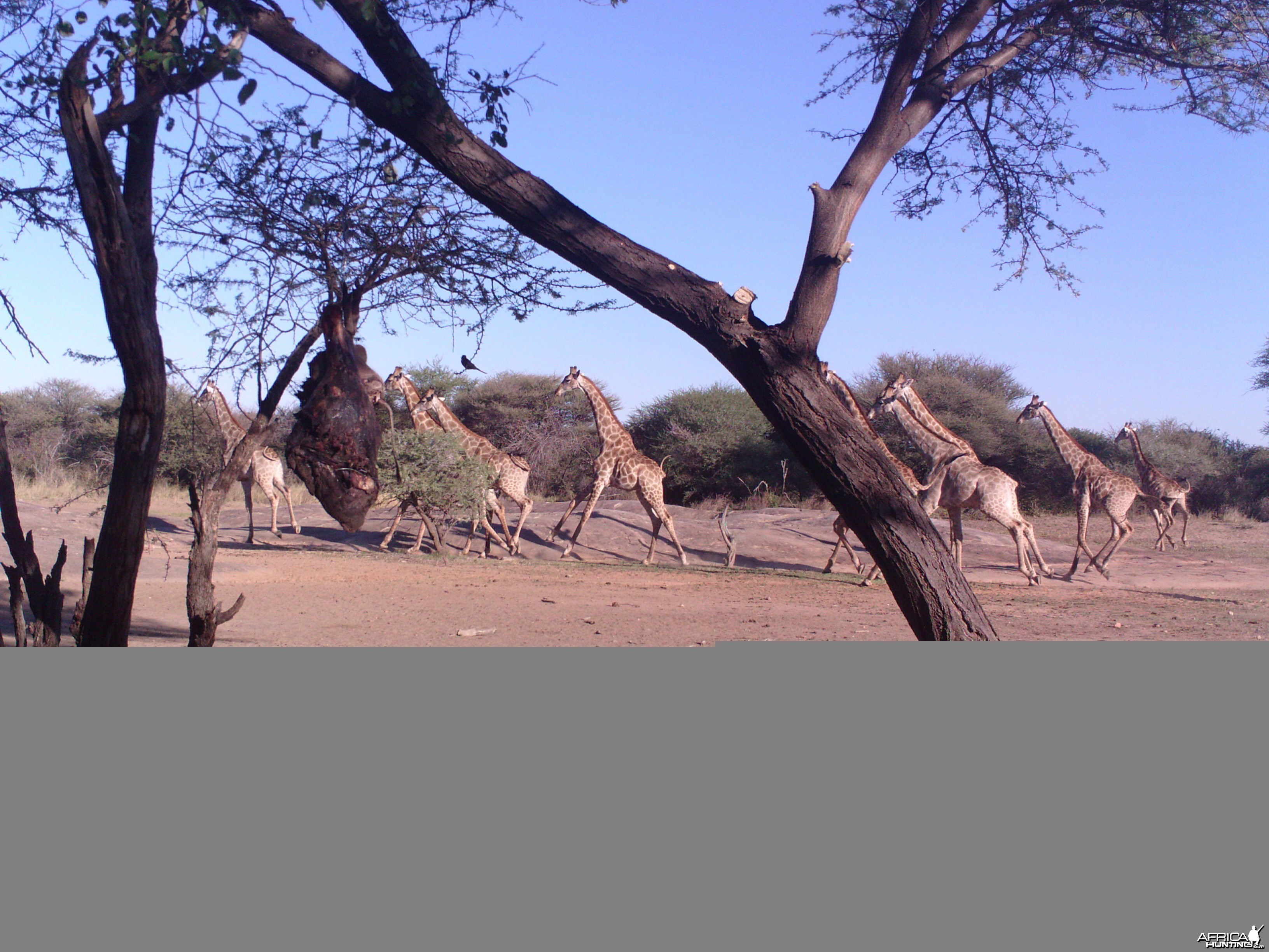 Giraffe Trail Camera