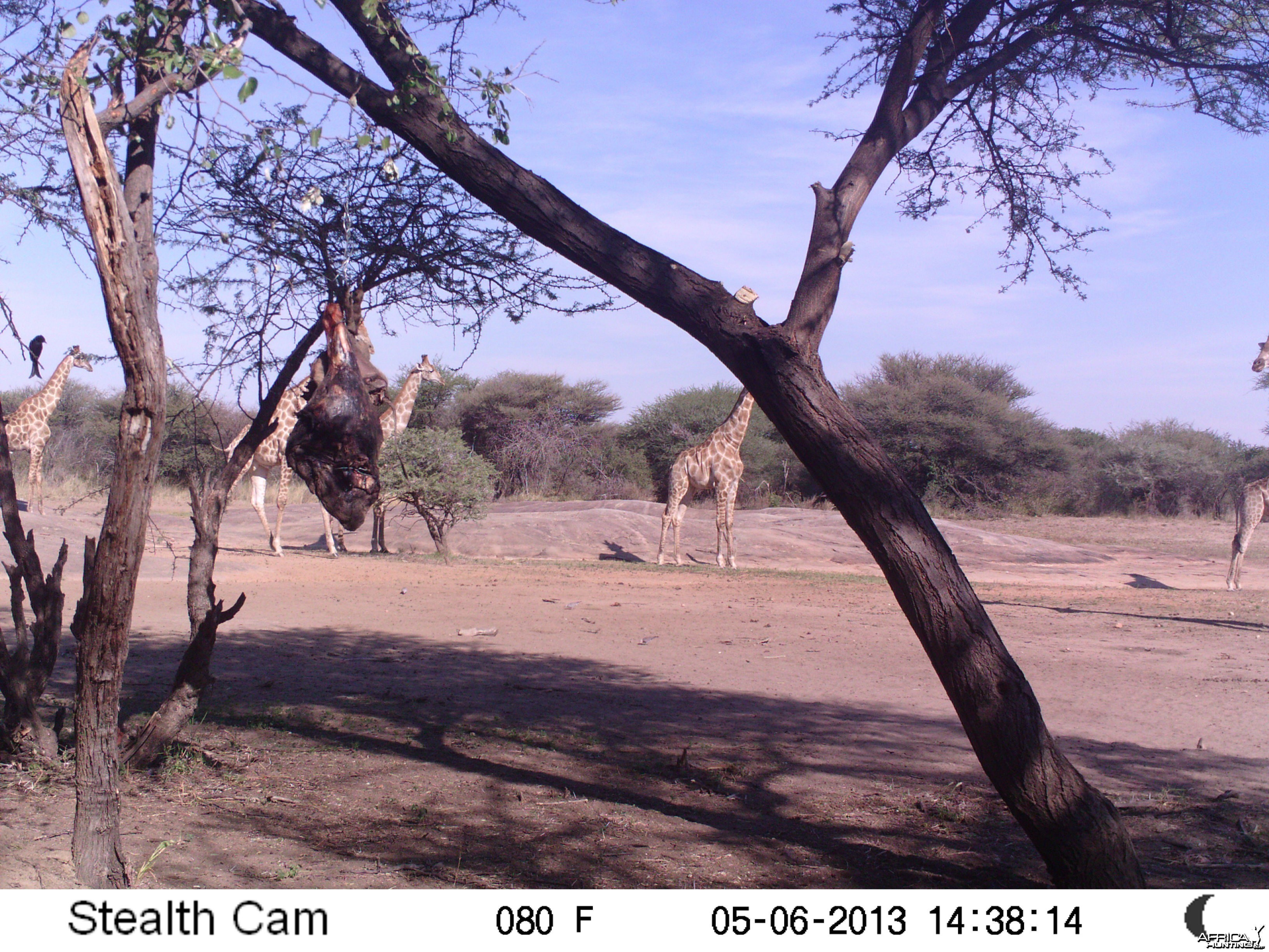 Giraffe Trail Camera