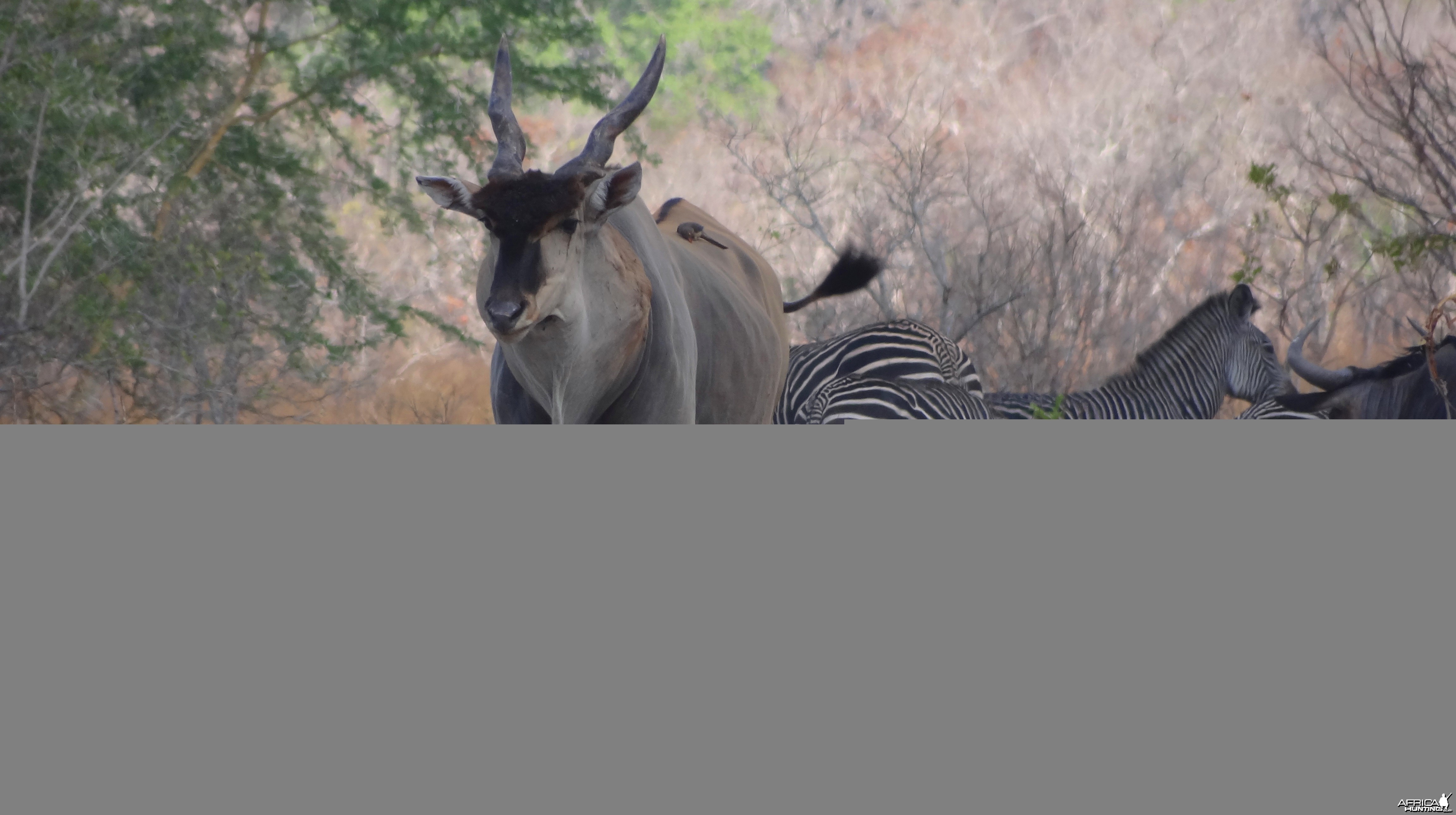 East African Eland