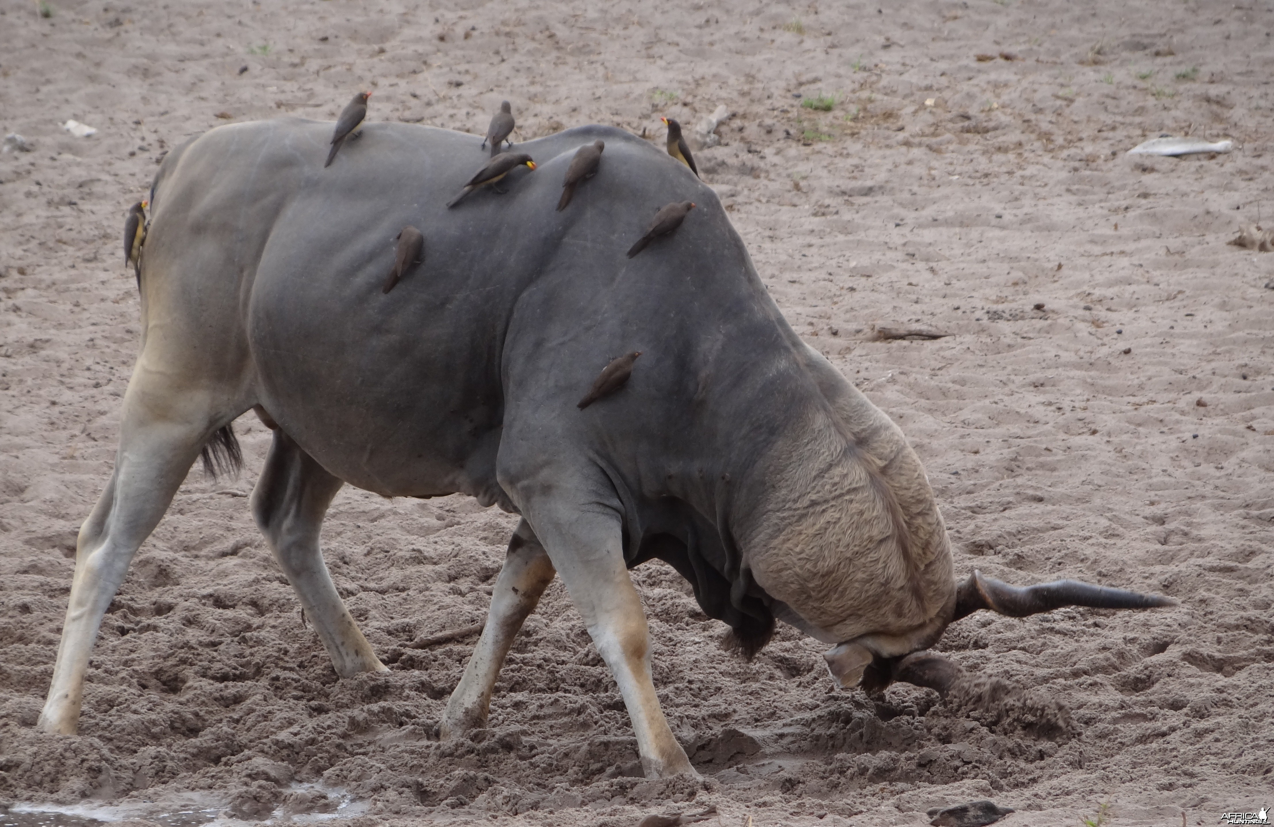 East African Eland marking territory