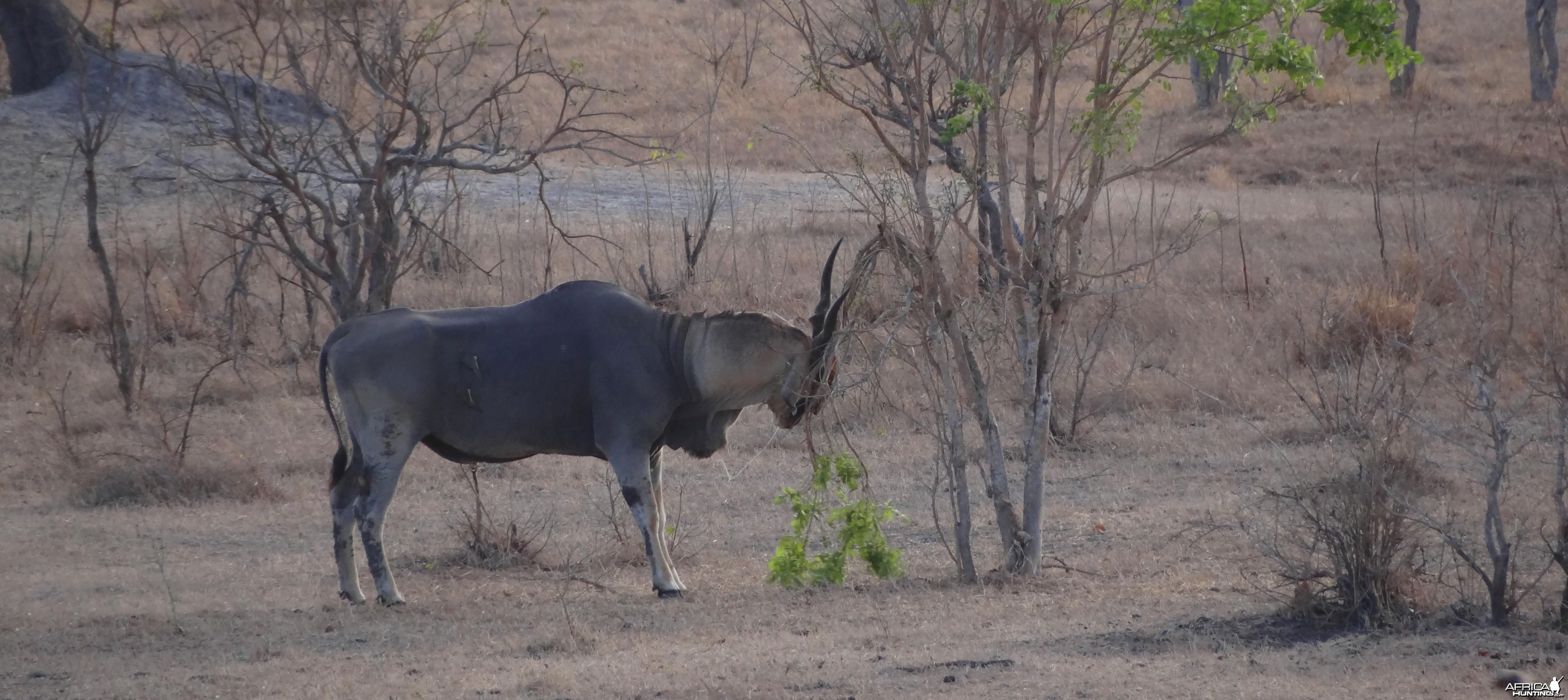 East African Eland feeding