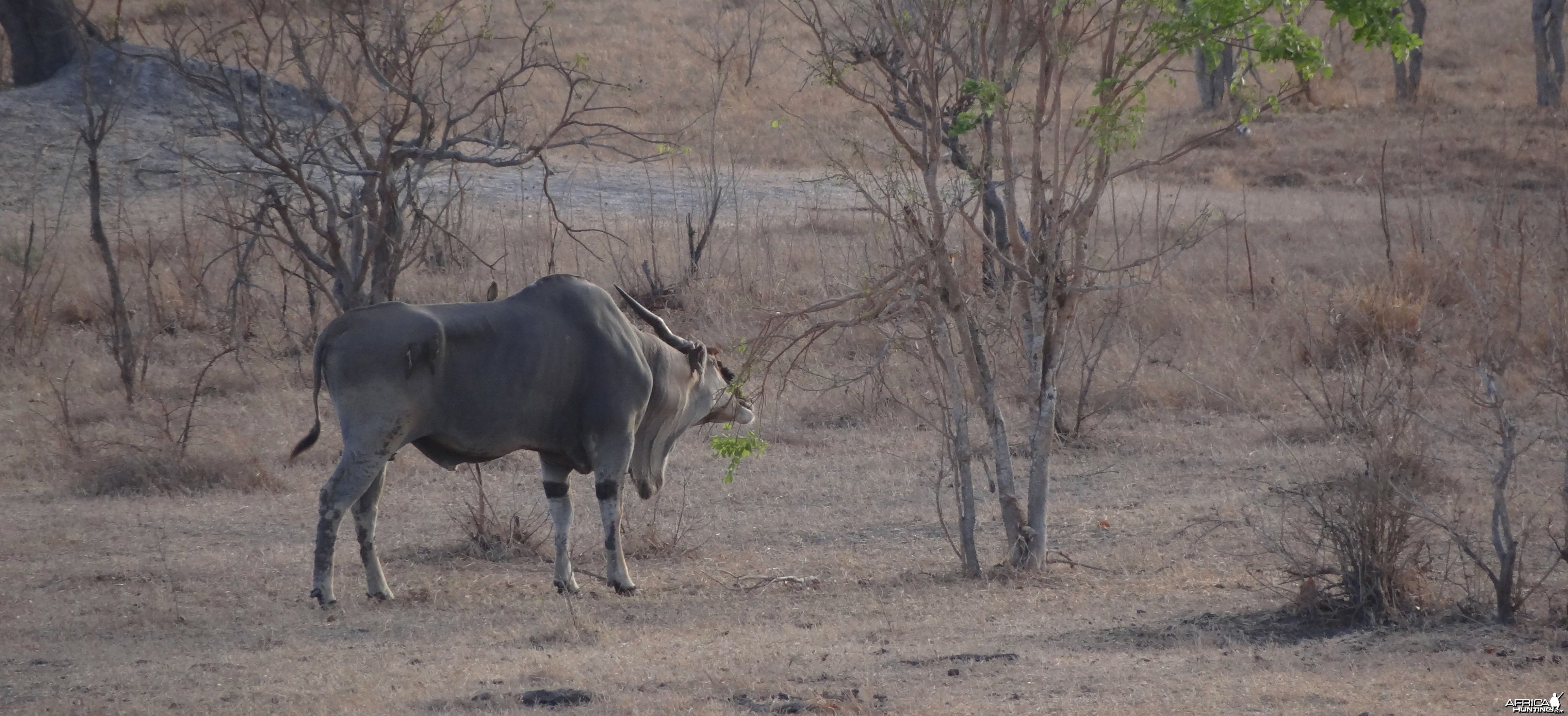 East African Eland feeding