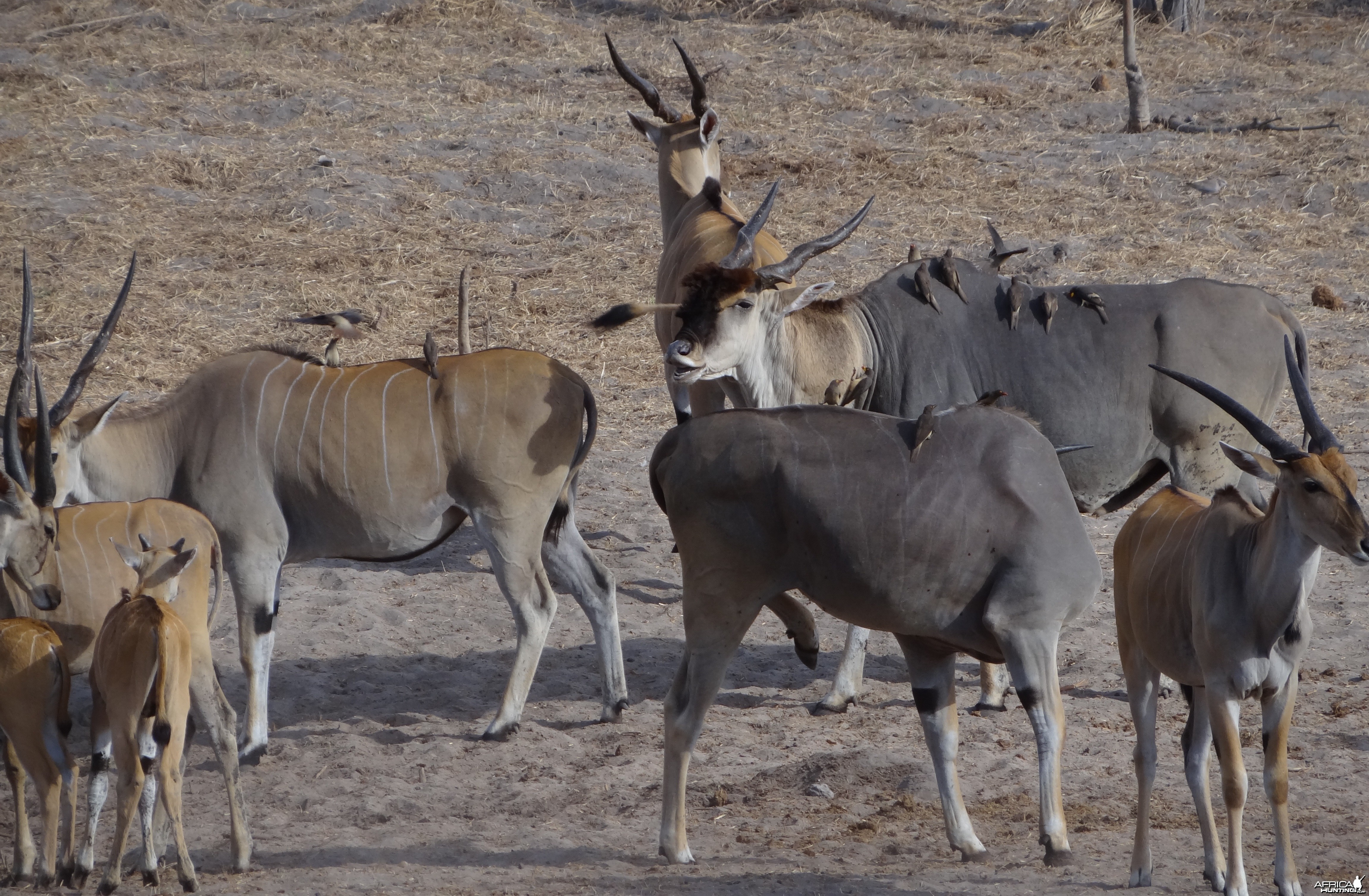 East African Eland