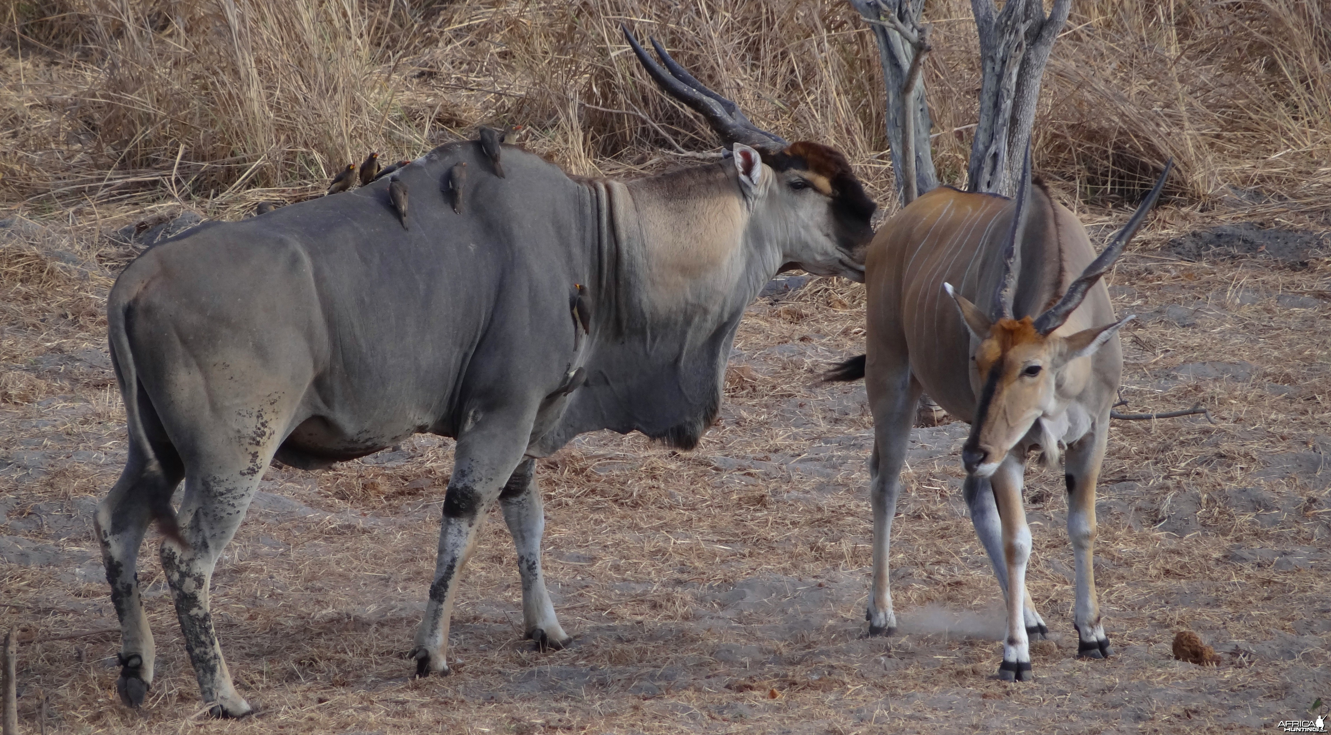 East African Eland