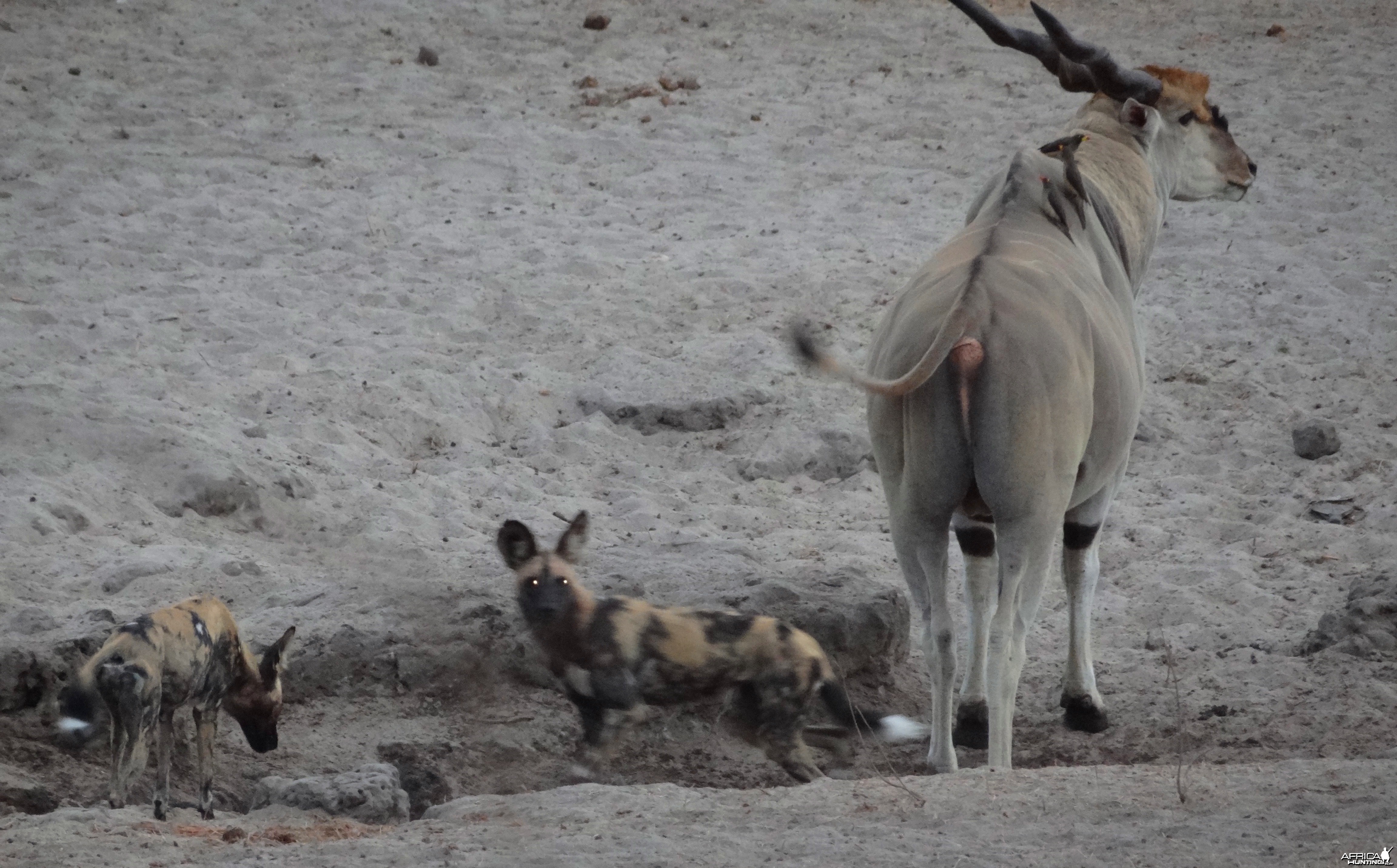 East African Eland sharing waterhole