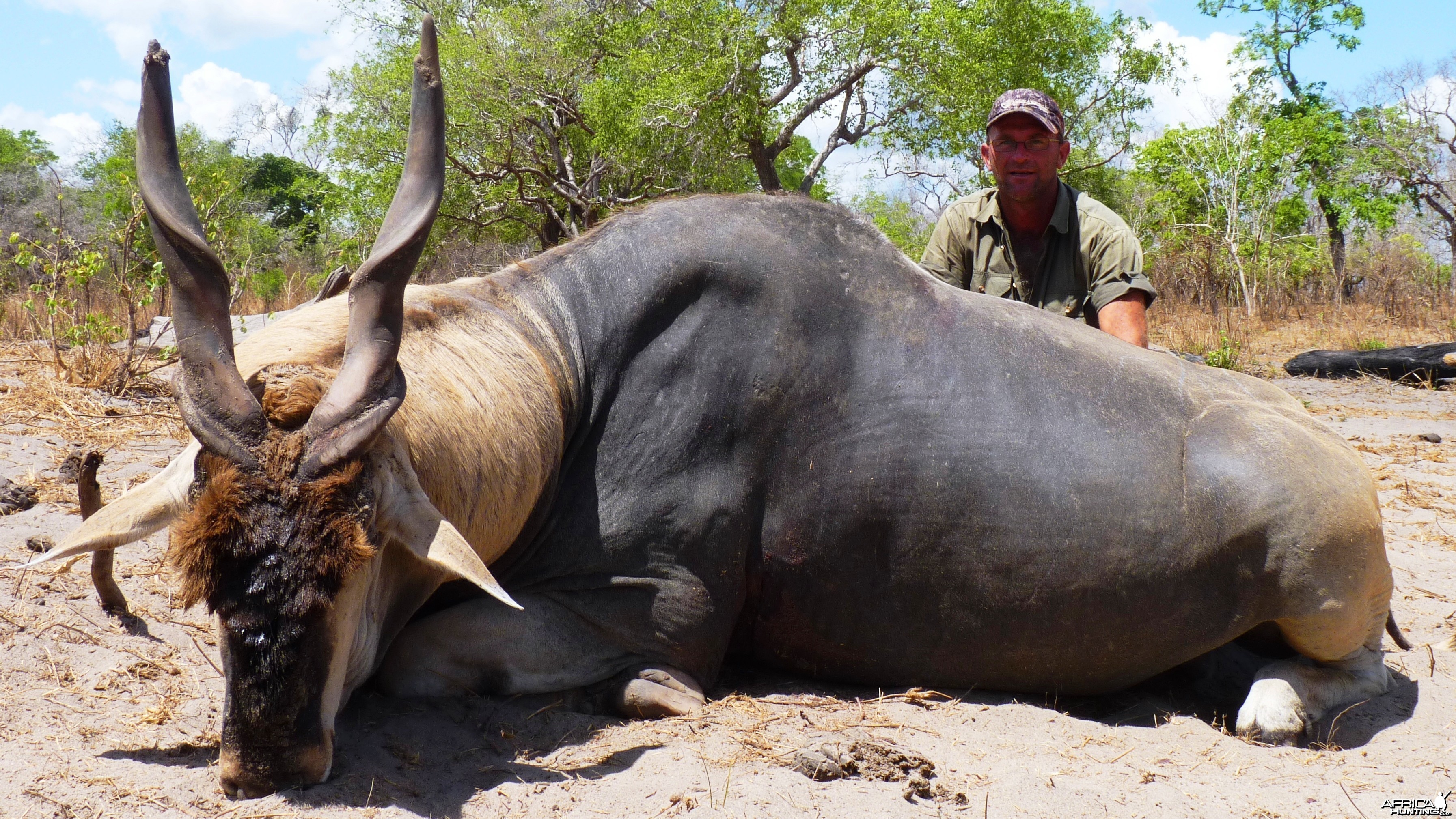 Old worn down East African Eland