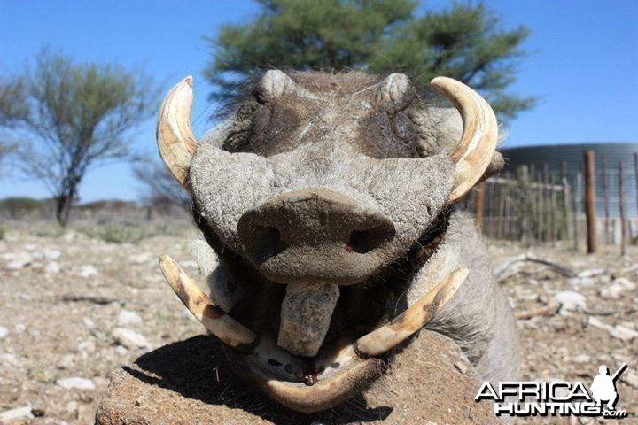 Warthog - Namibia